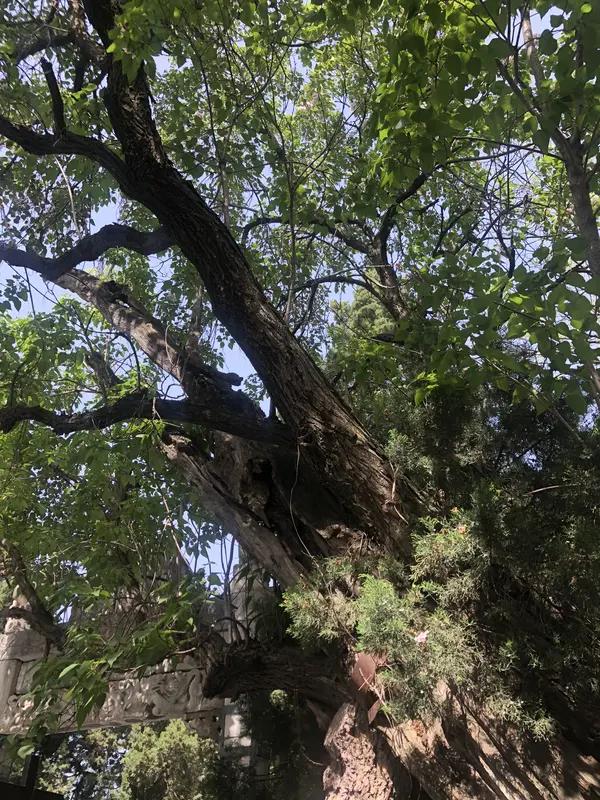 豫西南大地，南阳万千古树静静伫立。
方城古柘烙印火烧博望坡的三国烽烟，石桥汉槐撑