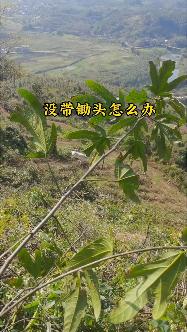 没带锄头怎么办？