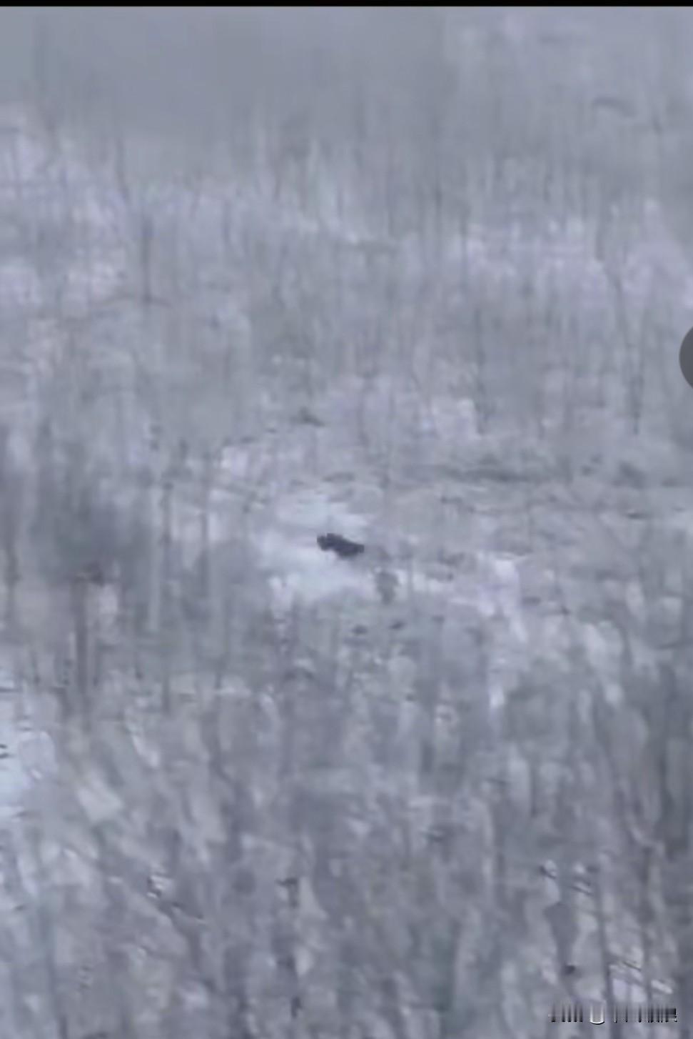 流浪母狗着实伟大至极，为了养活几只幼崽，它不惧严寒，在凛冽刺骨的寒风中，每日往返