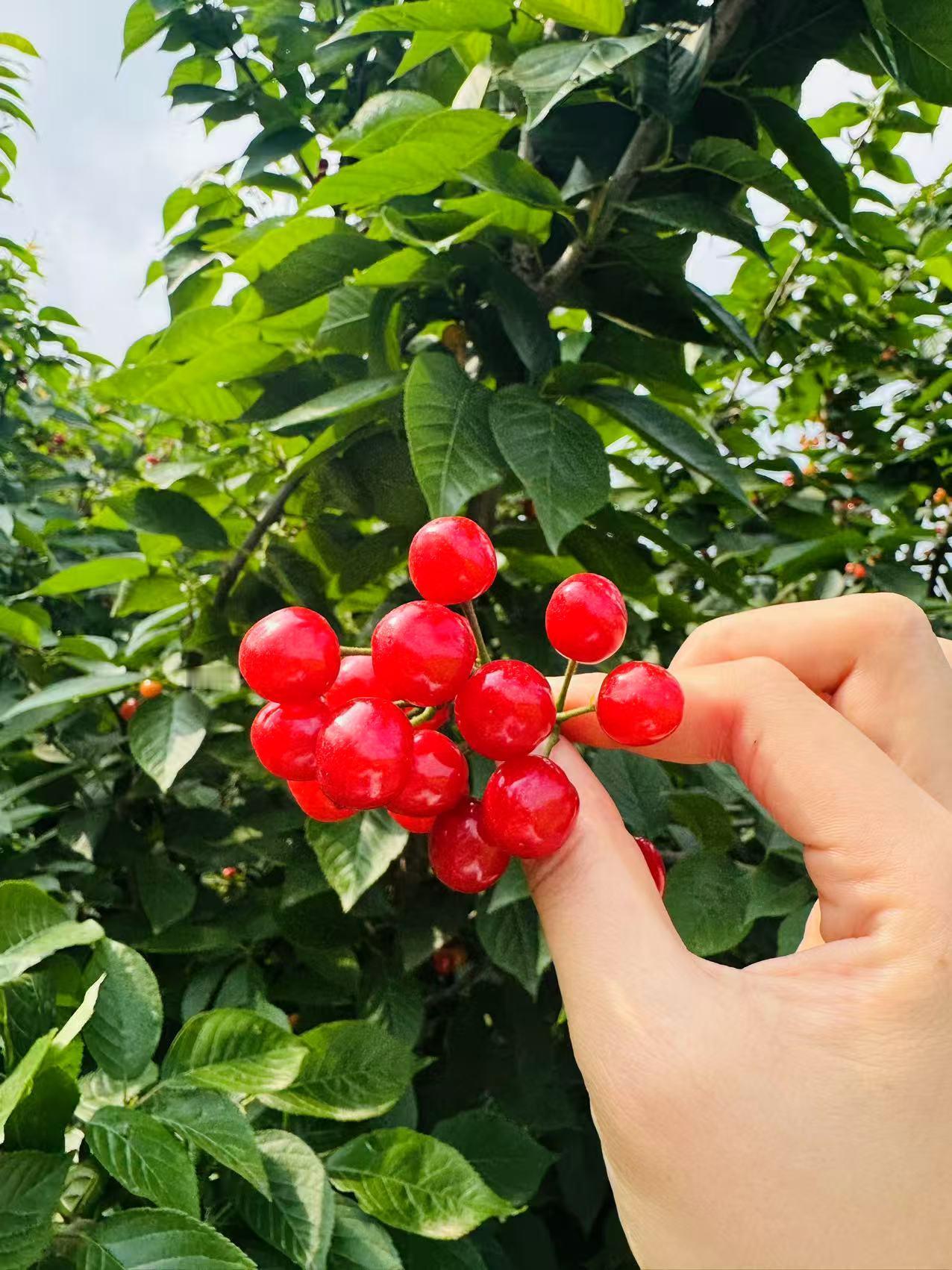 樱桃🍒好吃树难栽，适逢五一假日，又到了吃樱桃的季节。

昨天上午，我们小区微X