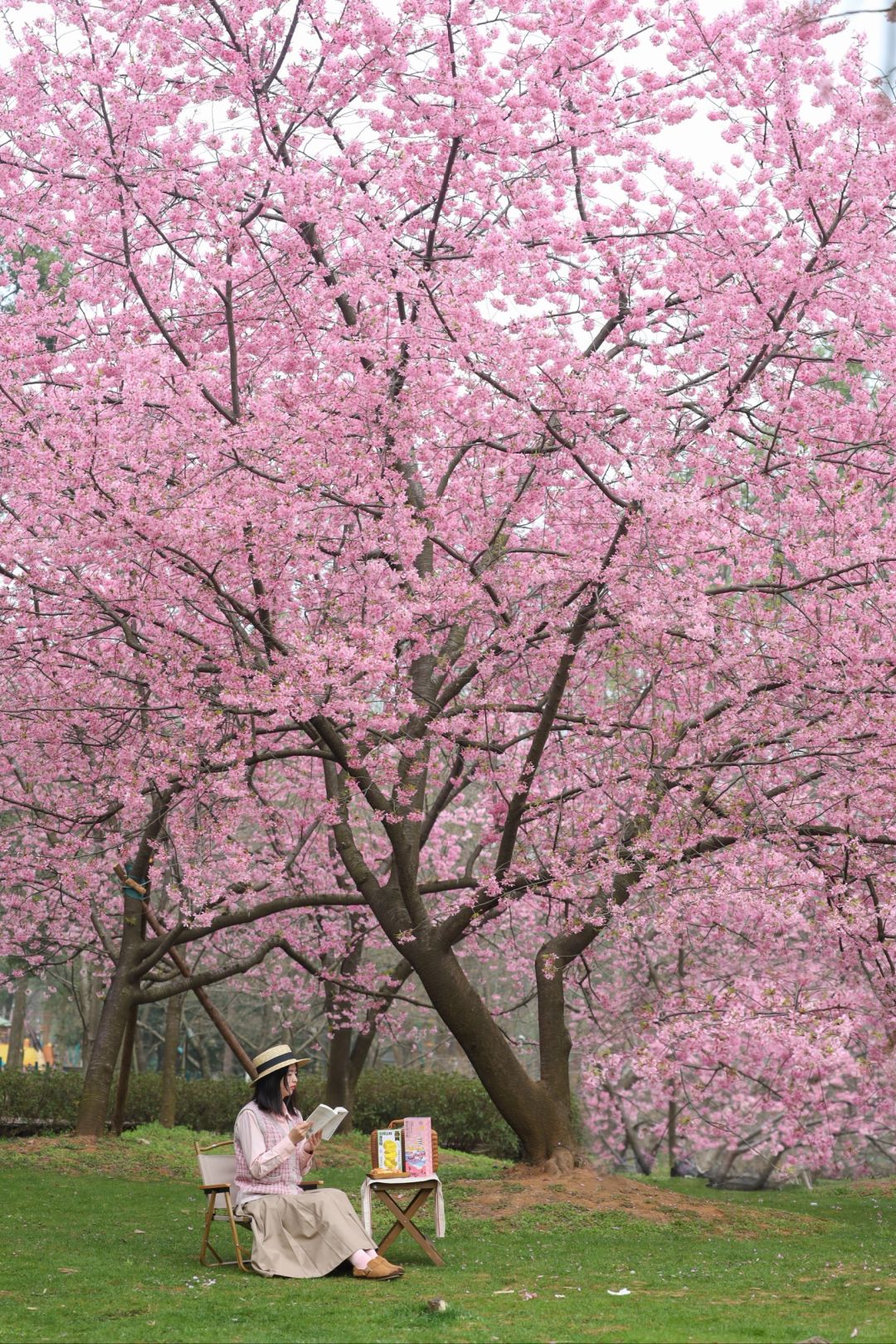凌晨5点半起床❗️只为独享东湖这片樱花