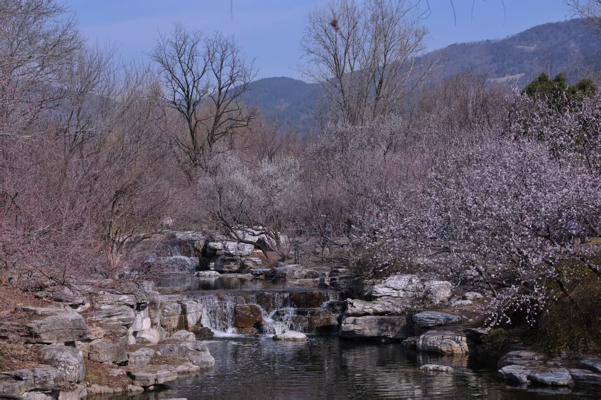 国家植物园赏花攻略来了，收好这份赏花时间表