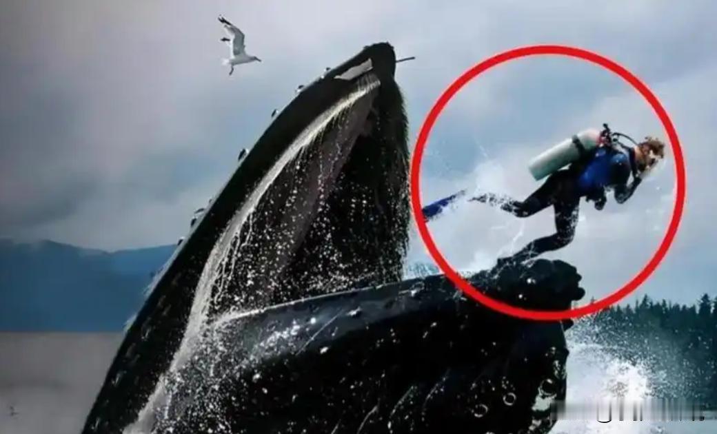 2021年，美国潜水员在海底捕捉龙虾，却被15米长的座头鲸整个吞下，就在这危急时