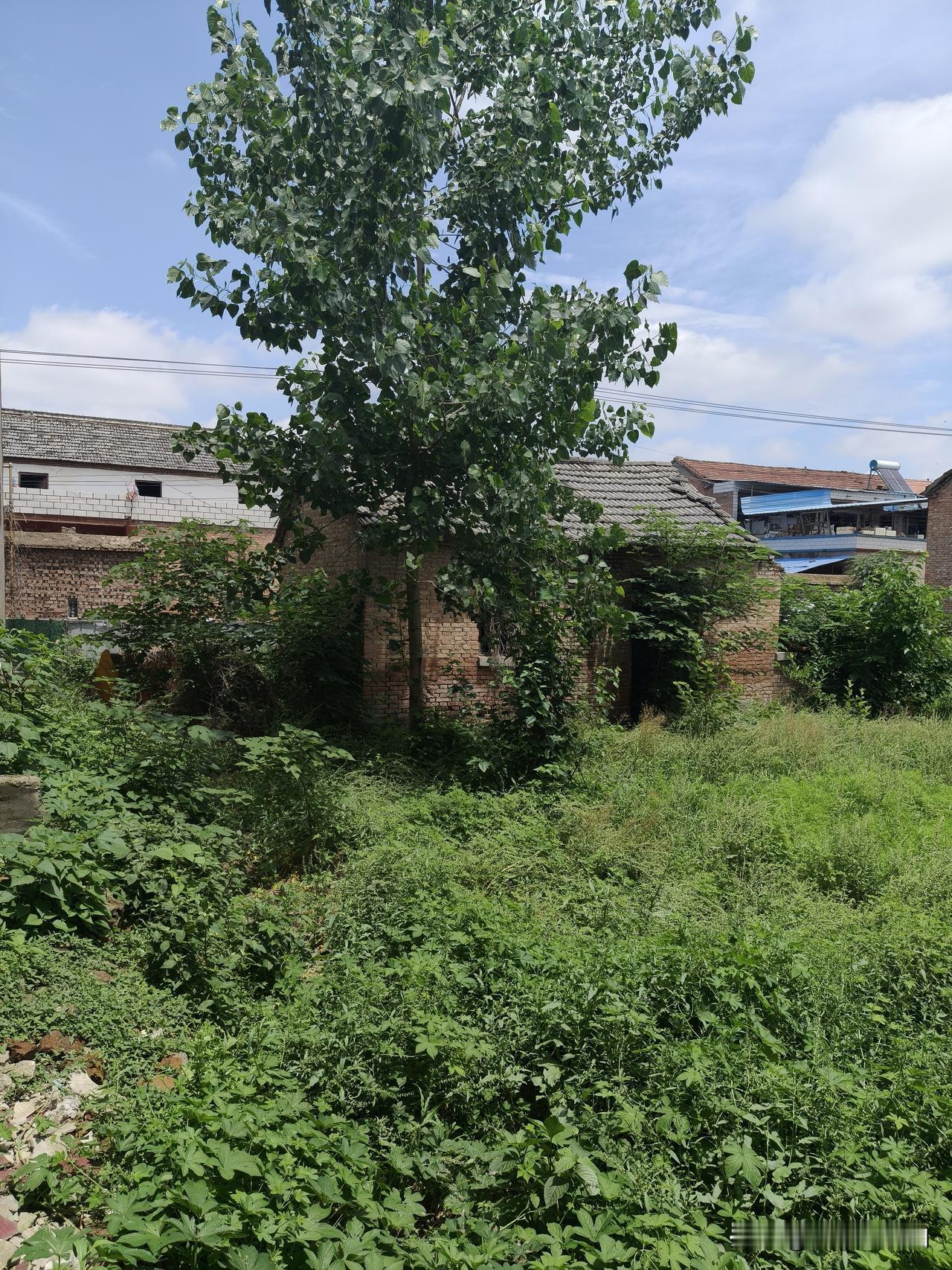 一颗大树冲云霄，随风飘扬任逍遥。