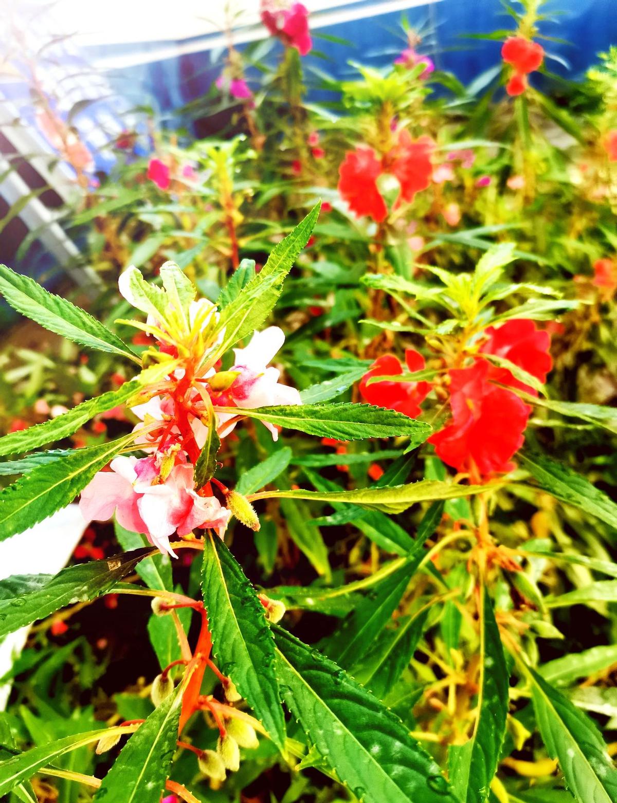 老两口起早贪黑捡了一麻袋“小达红”，说好四十块一斤，称出来三两半，人家扔你手里一