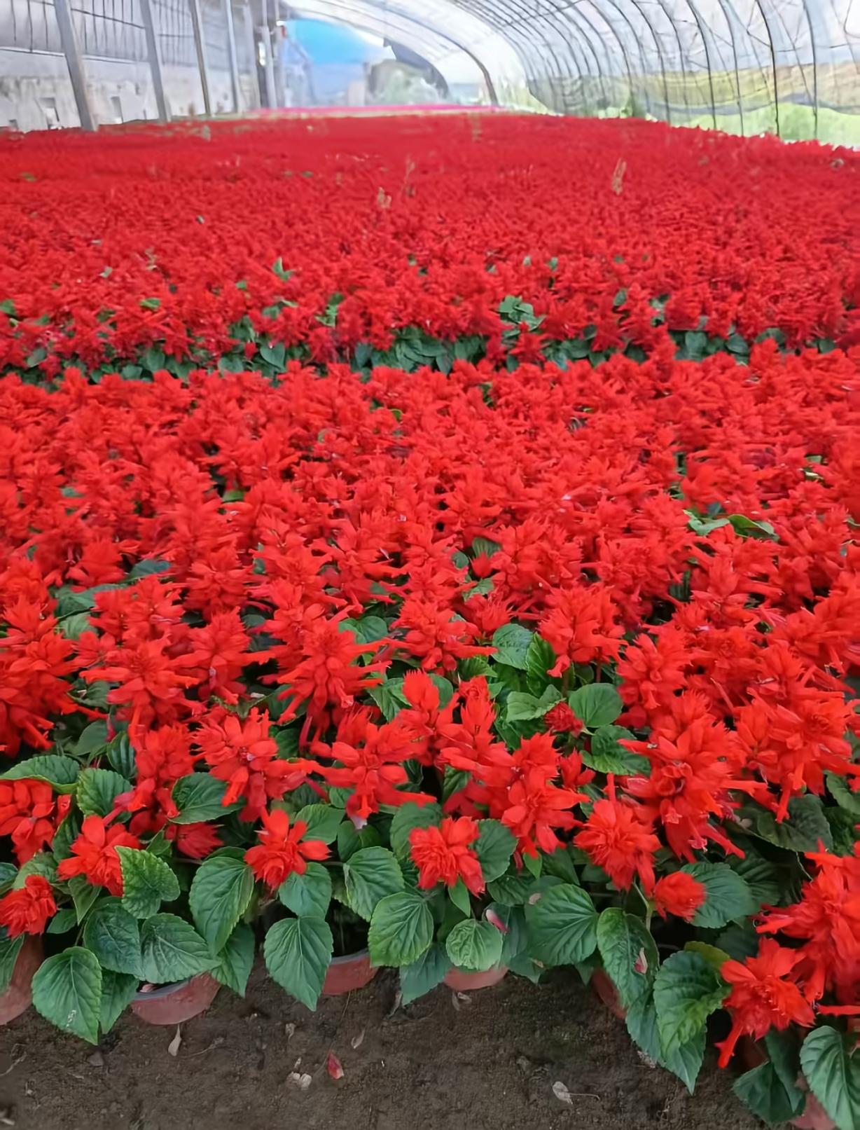 串红花又叫炮仗红、象牙红。这名字一听就很形象，炮仗红说的就是它那一串串像炮仗一样