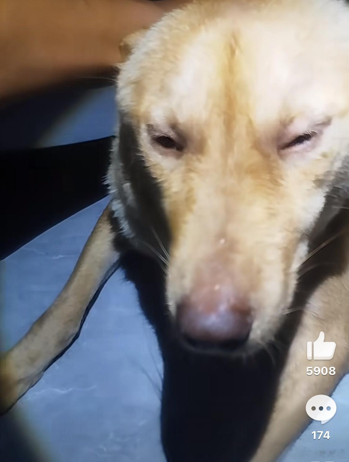 广西洪水主人哭着安慰发烧狗发烧狗看着状态很不好，没什么精神，还是很乖巧听话。很可