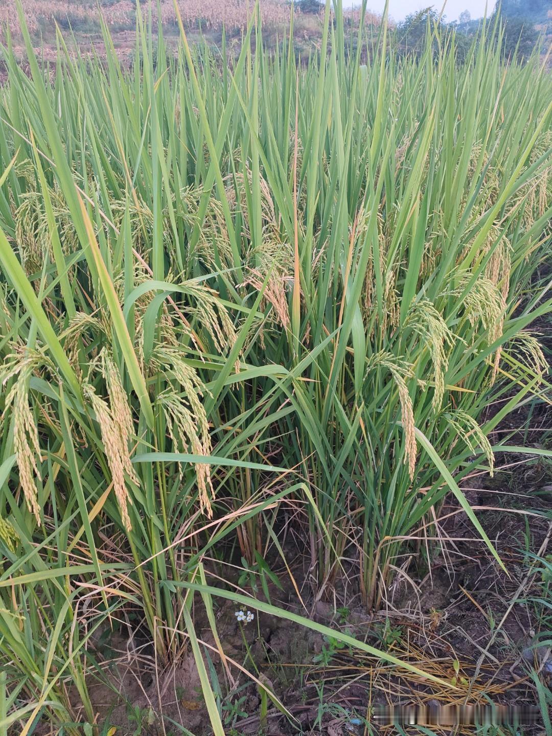 你们那收水稻是夏天还是秋天?我是南方人，我们这里有个农用谚语就是"秋前十天不割谷