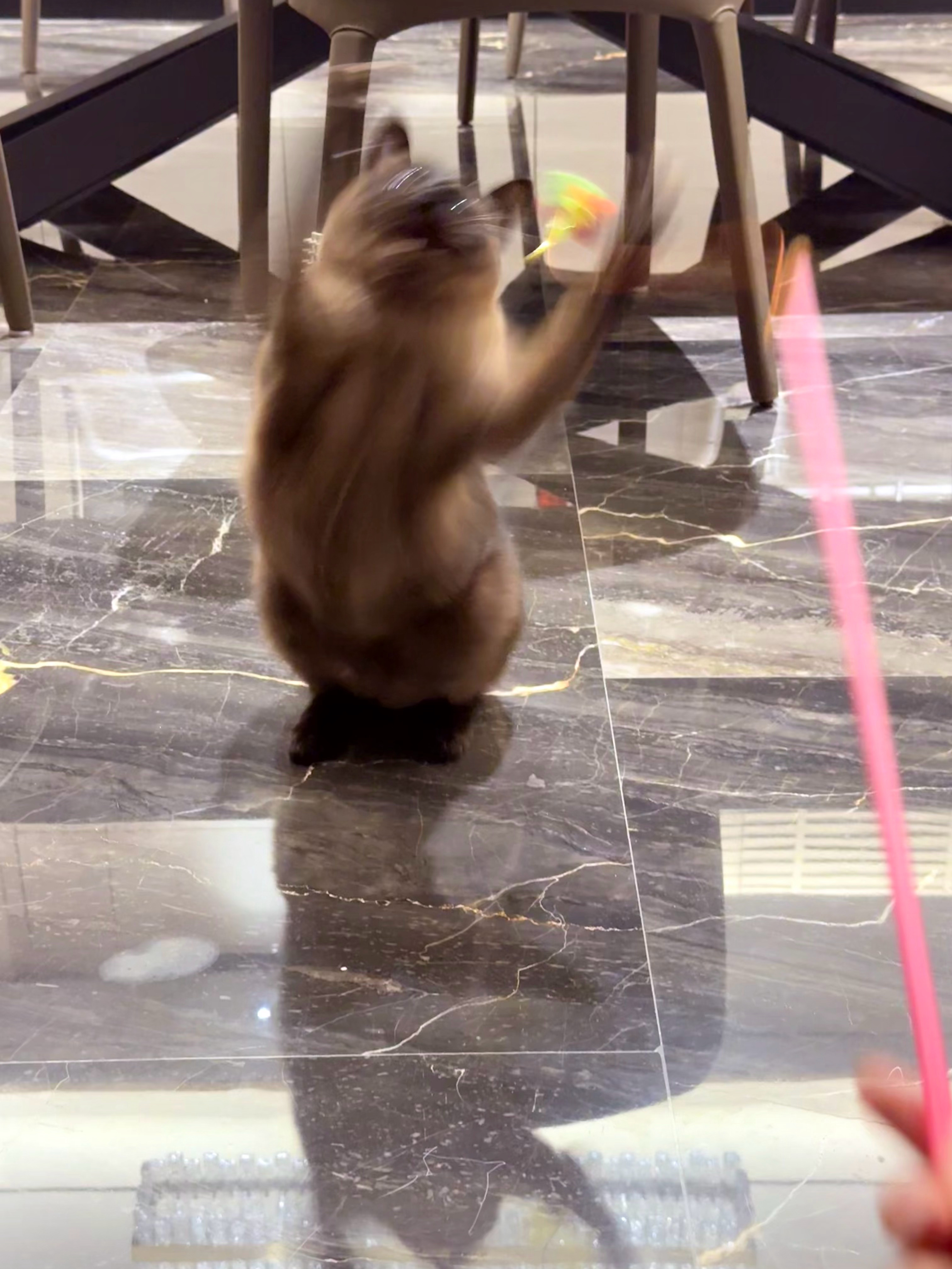 屁屁有肉嘟嘟的嘴巴和弹弹的肚子 