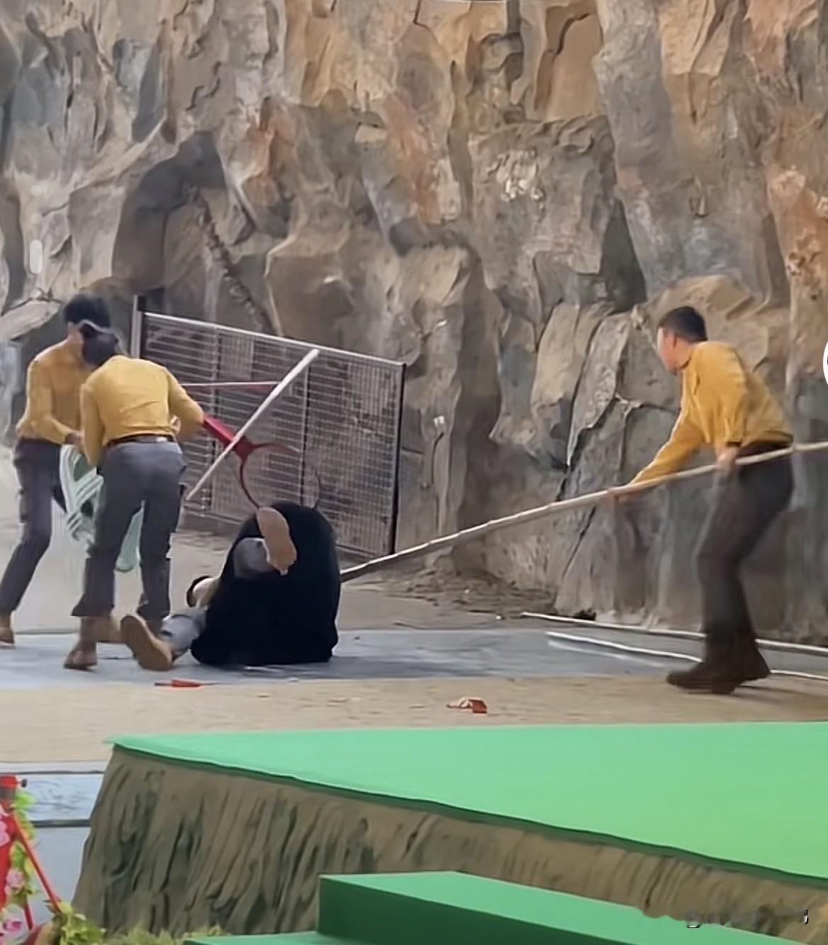 还好熊不算大，后果没太严重。网友评论两极化，有打趣是同事矛盾的，也有严肃呼吁取缔