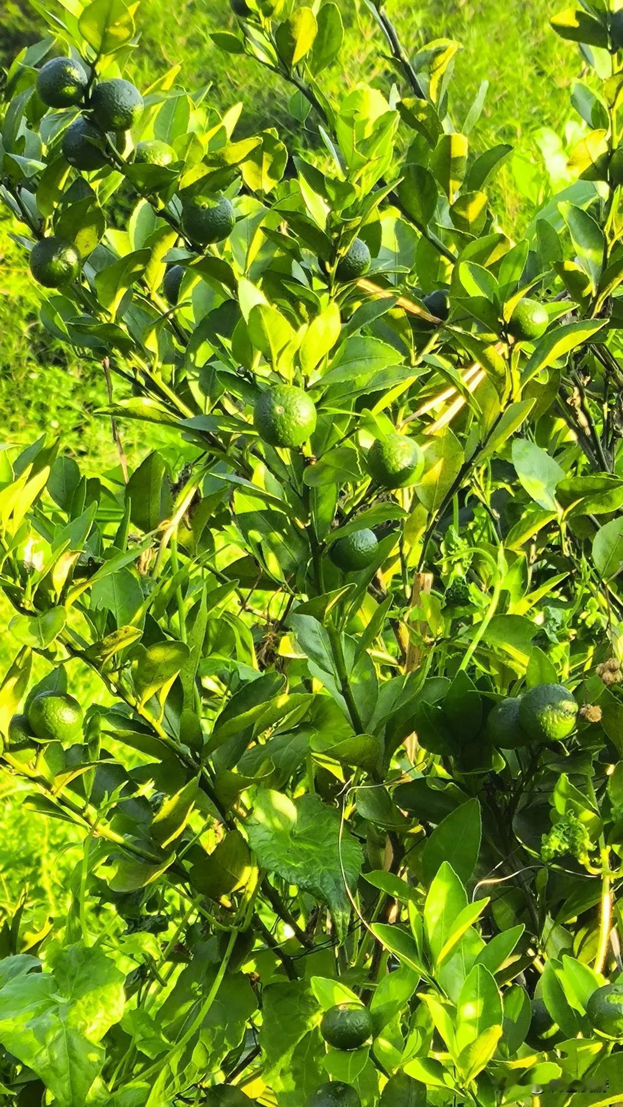 分享一张最近随手拍的照片