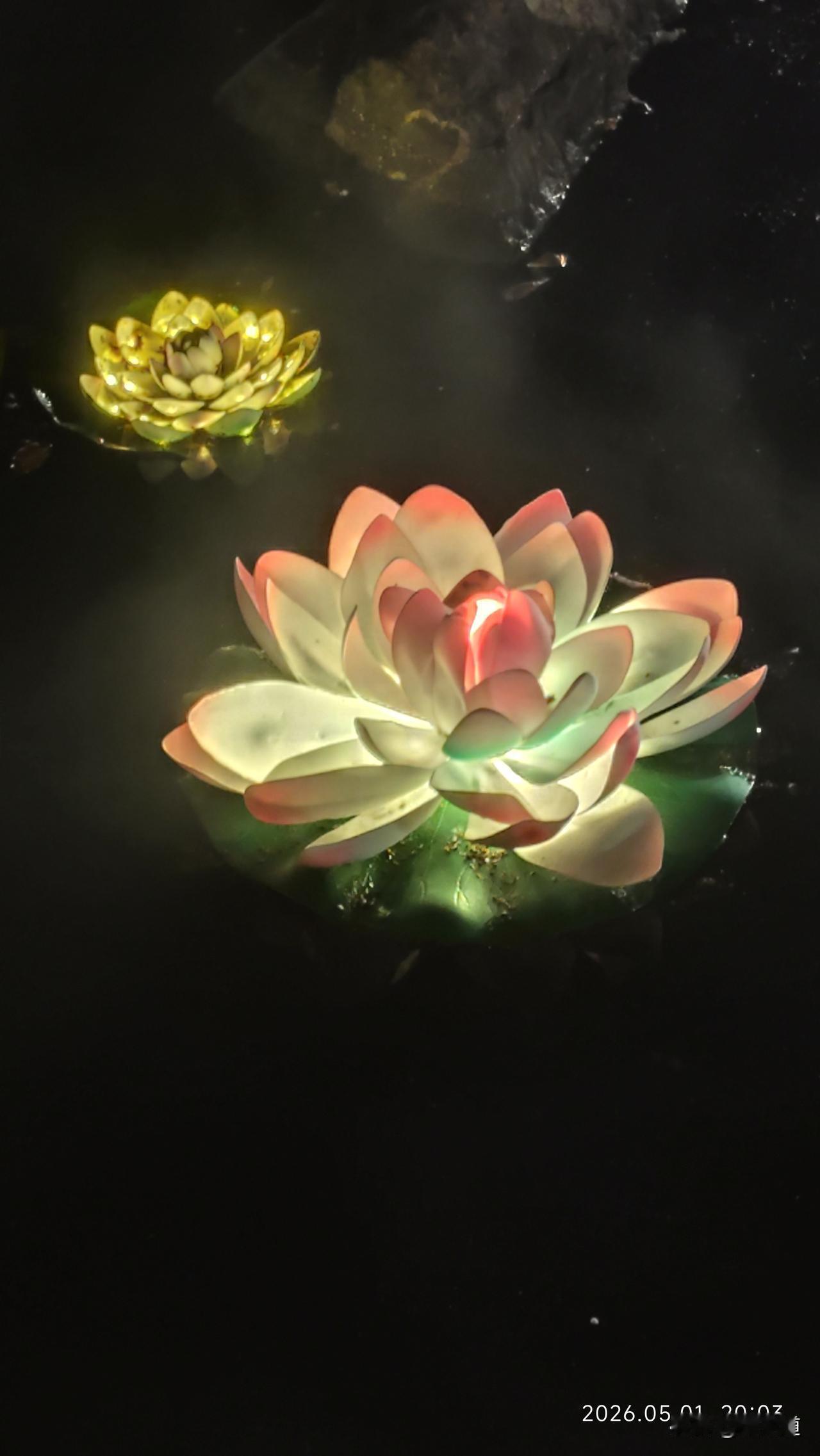 分享一张花开的照片夜晚水中花更艳