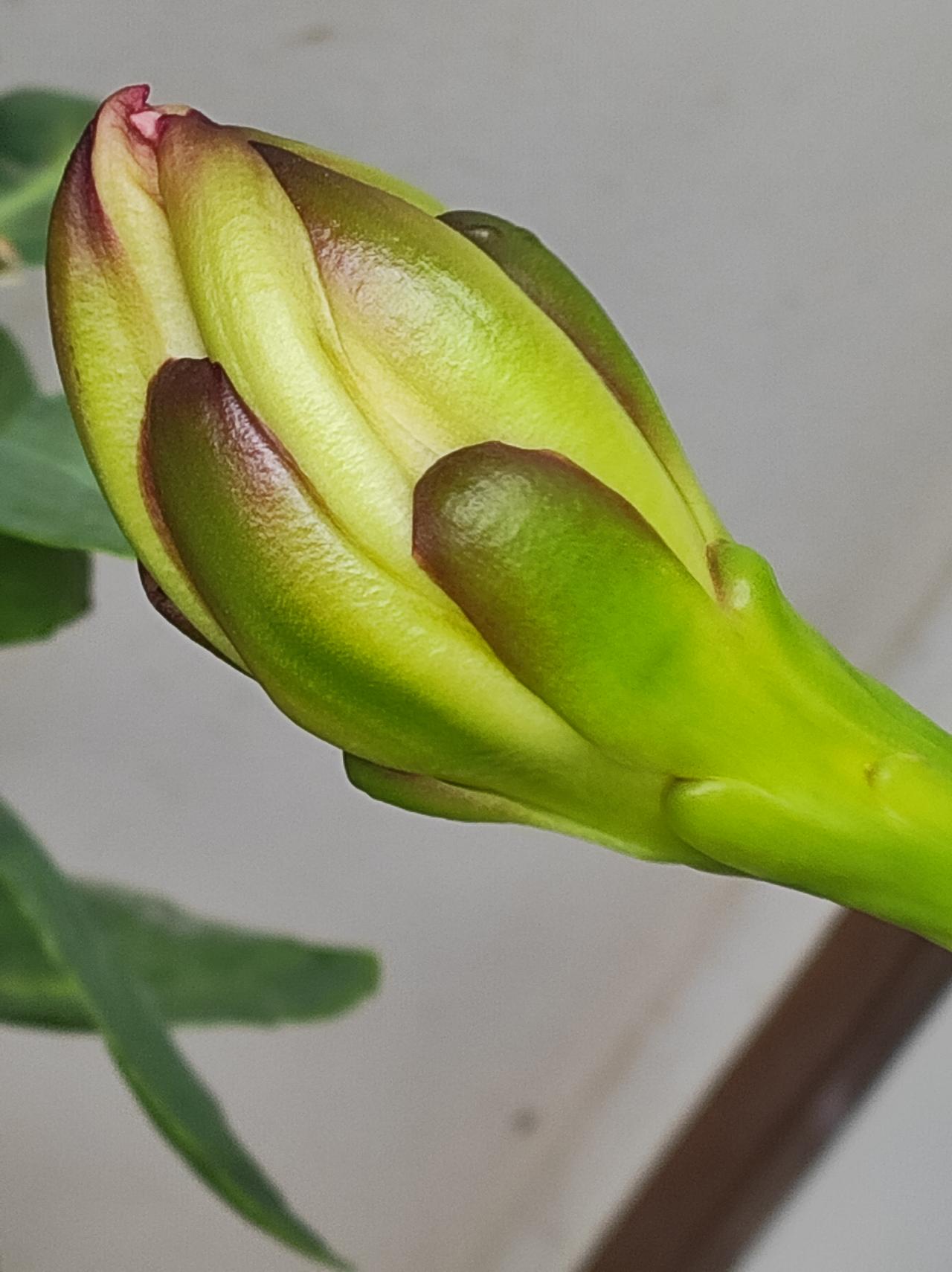 一间棉麻店

拍花遇到仙人棒要开，长的像昙花，听主人说夜里开，原来有三个，最高的