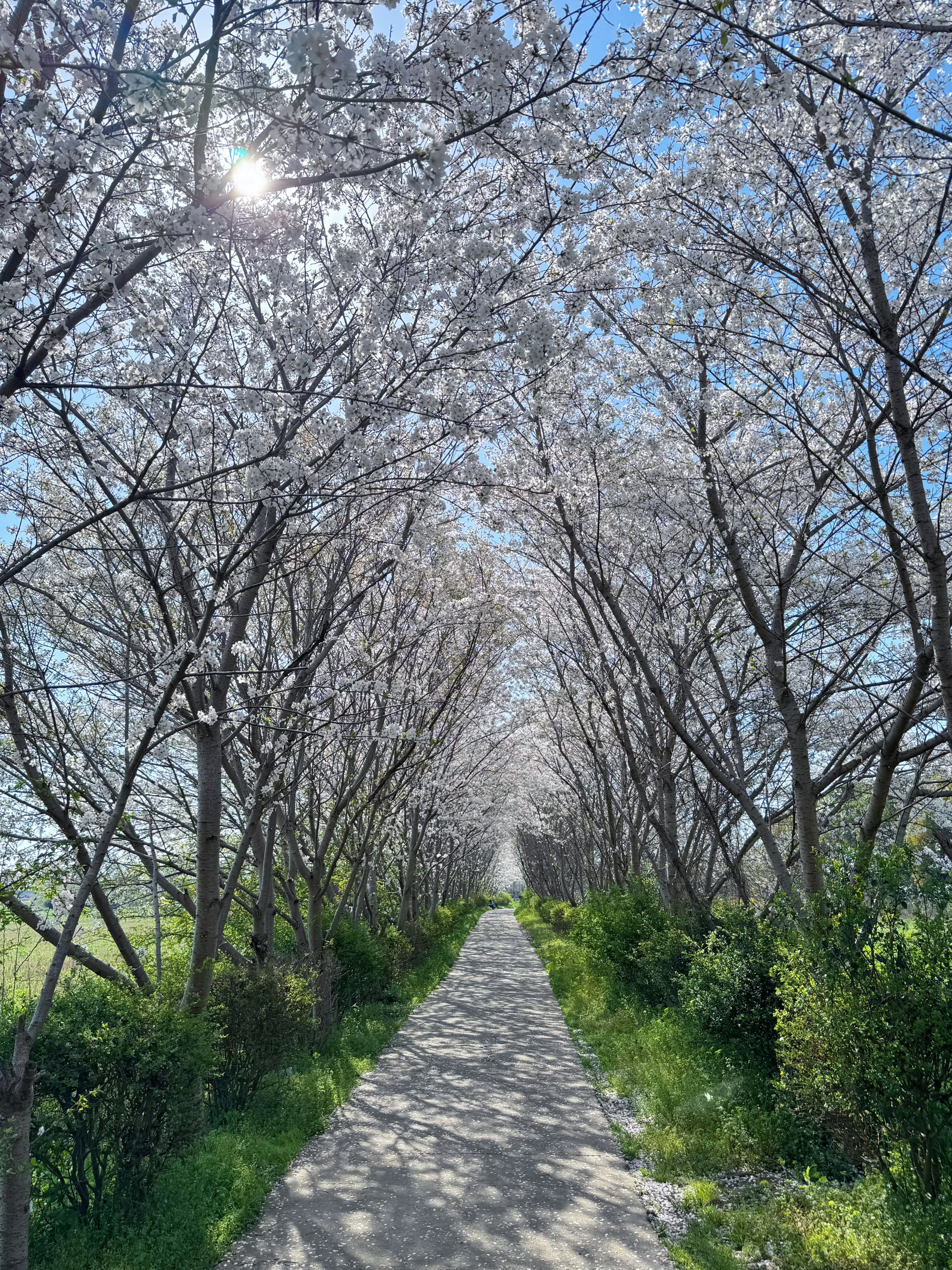 偶遇一片樱花林🌸穿上许红豆同款和樱花合个影吧🥰 ​​​