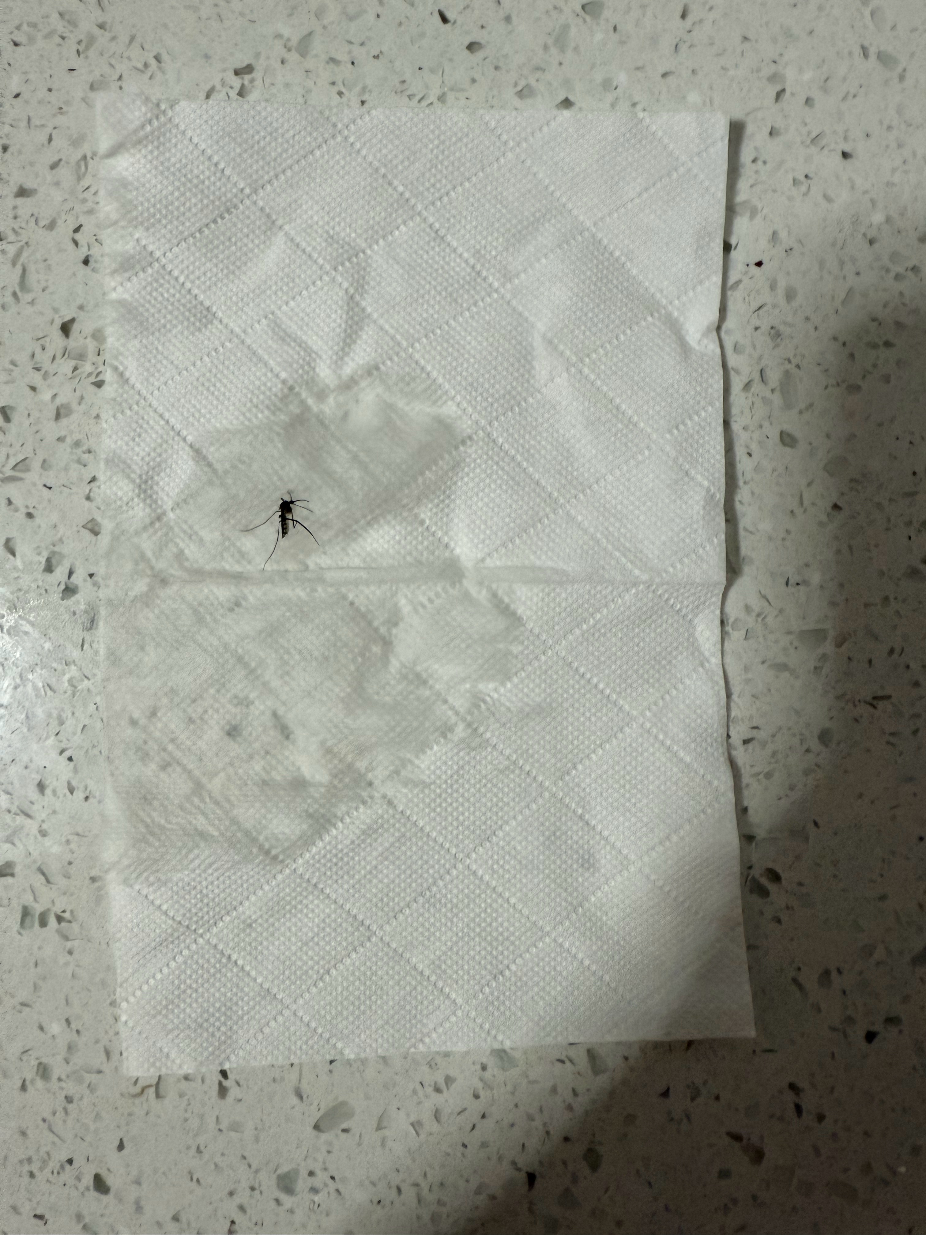 听我的，打不到蚊子可以追着它用酒精喷！酒精可以消毒，挥发快不会留下怪味儿，蚊子的