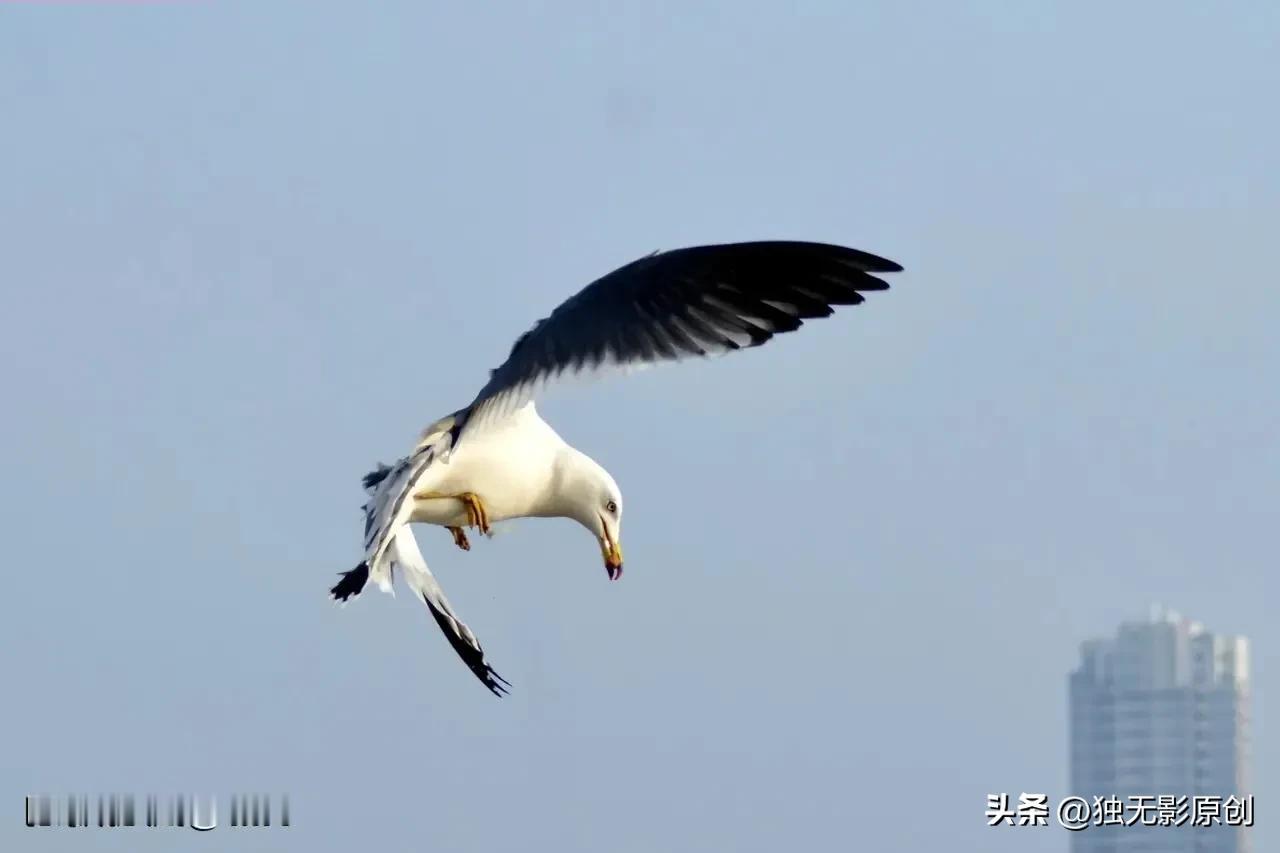 海鸥觅食
中国野生鸟类摄影野生鸟类 
野生鸟类摄影