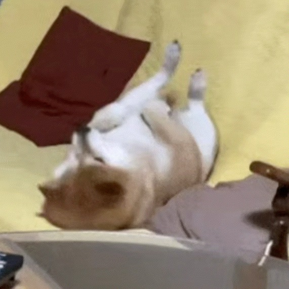 坤动 