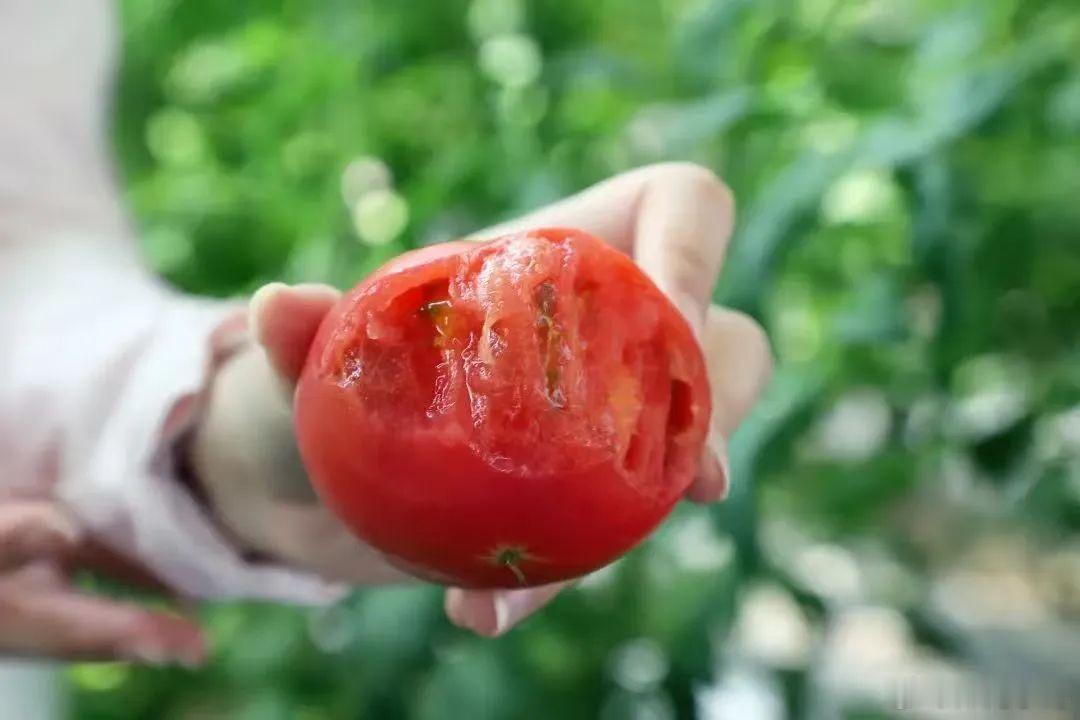 天津武清河北屯西红柿丰收节5月1日开幕，能品尝到沙瓤多汁的铁皮西红柿、酸甜可口的