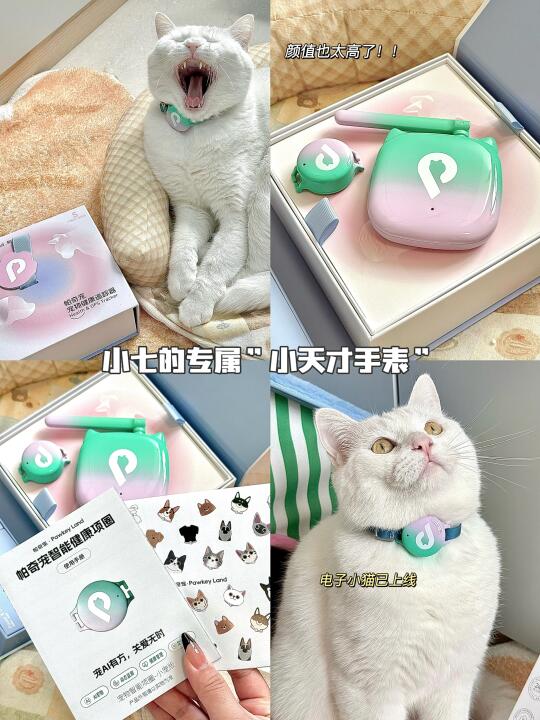 原来我之前也有猫咪分离焦虑症...