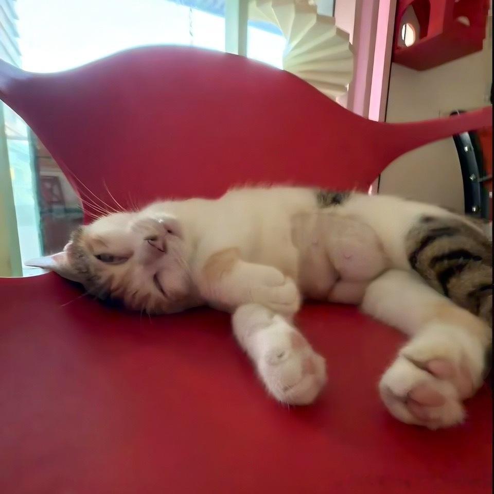 50571【丑猫】还是大牌的 