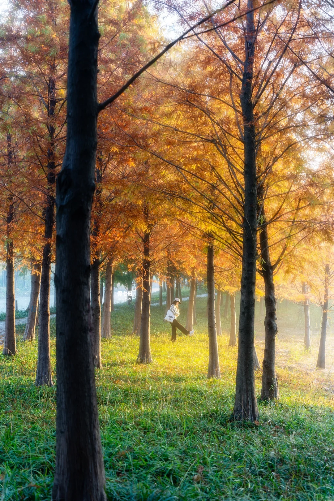 三林滨江城市森林🍂今冬落羽杉的绝版照片🥺