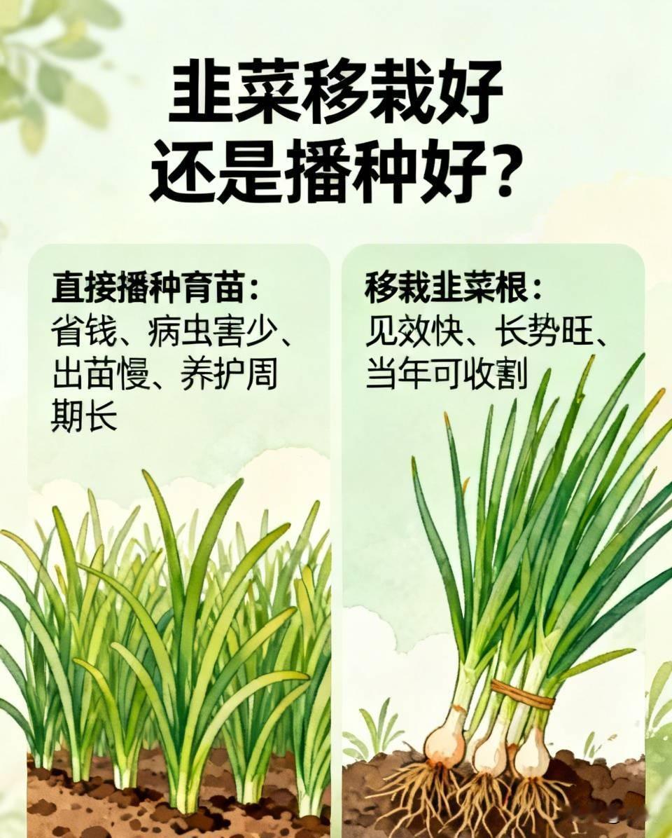 韭菜移栽好还是播种好?
很多菜友准备种韭菜，拿不定主意，到底是用种子直播，还是移