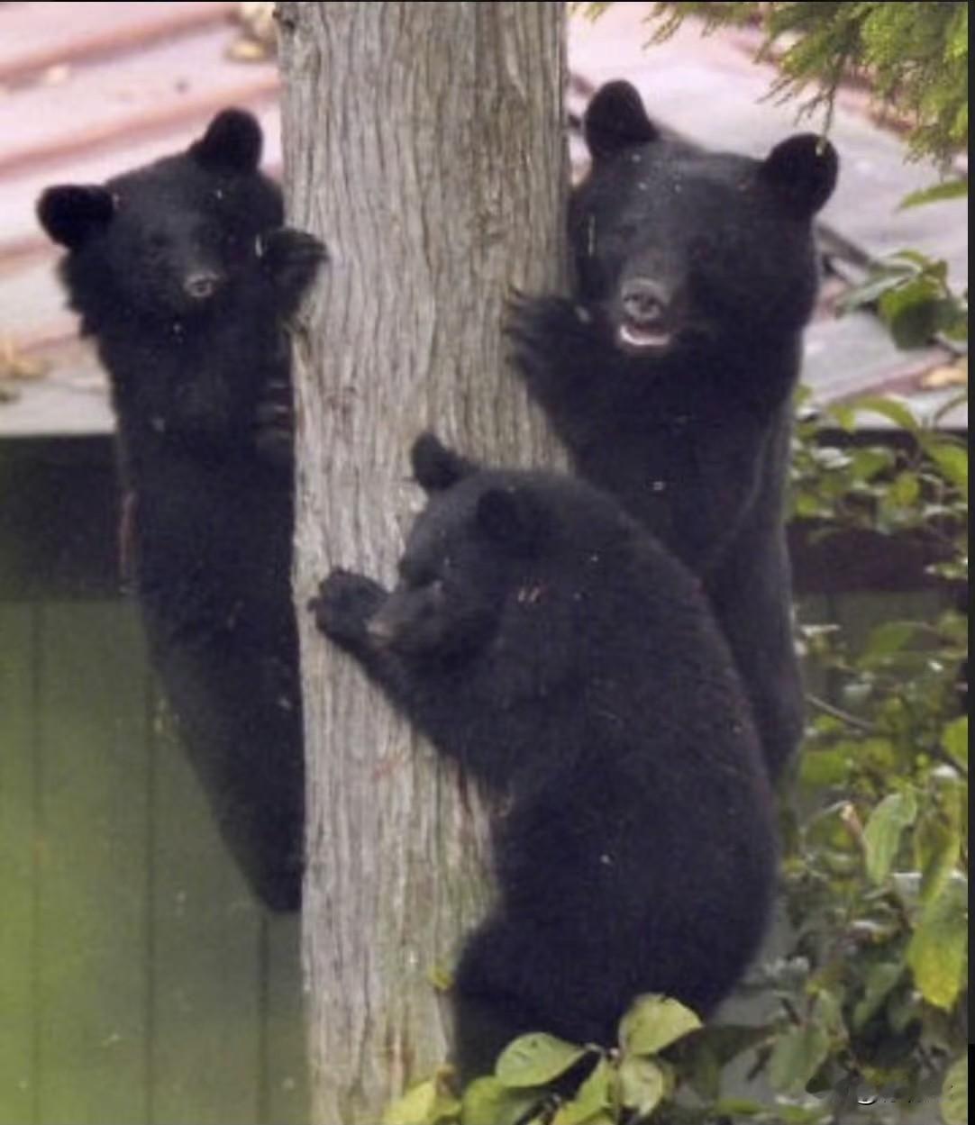 日本2万起“熊出没”‼️1小时50元悬赏无人应！到底是天灾还是人祸。
短短半年在