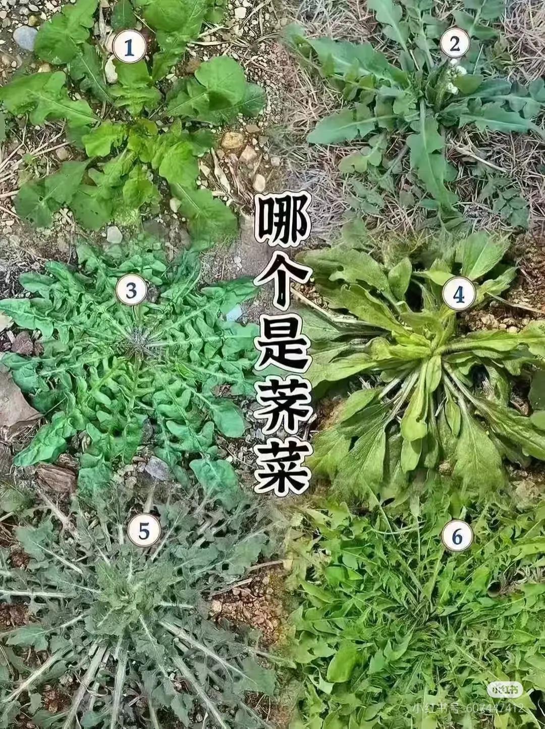 春天到了，又是吃荠菜馄饨的季节了，那个是荠菜呢？