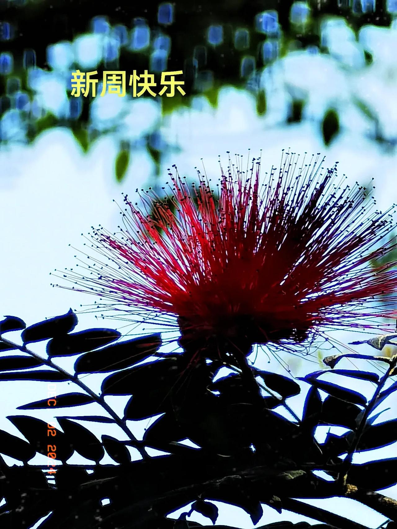 一直很喜欢热带植物，尤其是喜欢鲜红的美洲合欢(也叫美蕊花)的花朵。可是，手机总是