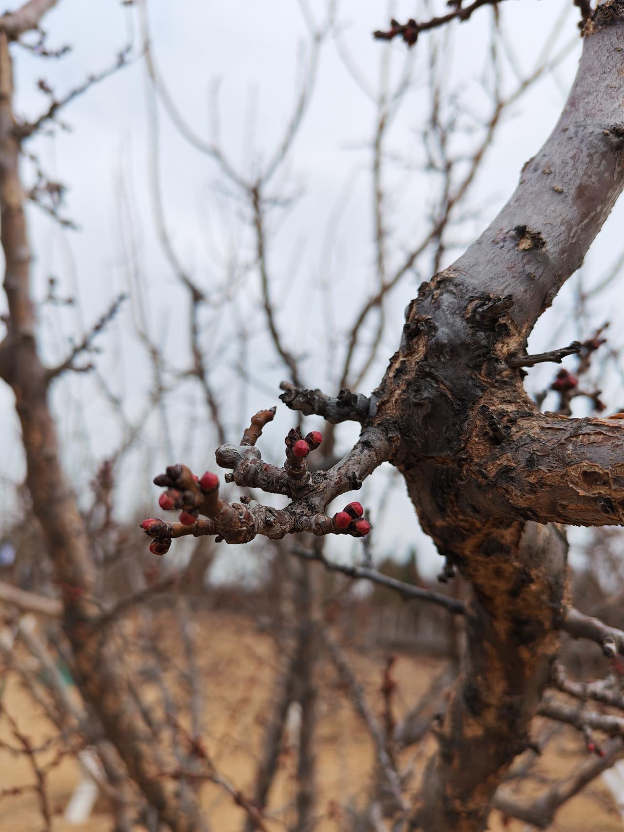 晒图笔记大赛太原·双塔公园·早春悄悄捎来的消息