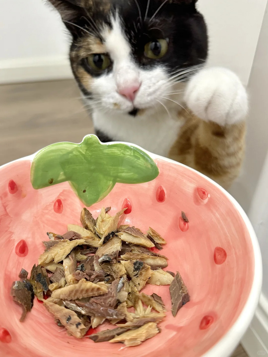 遇到零食就变成贪吃喵