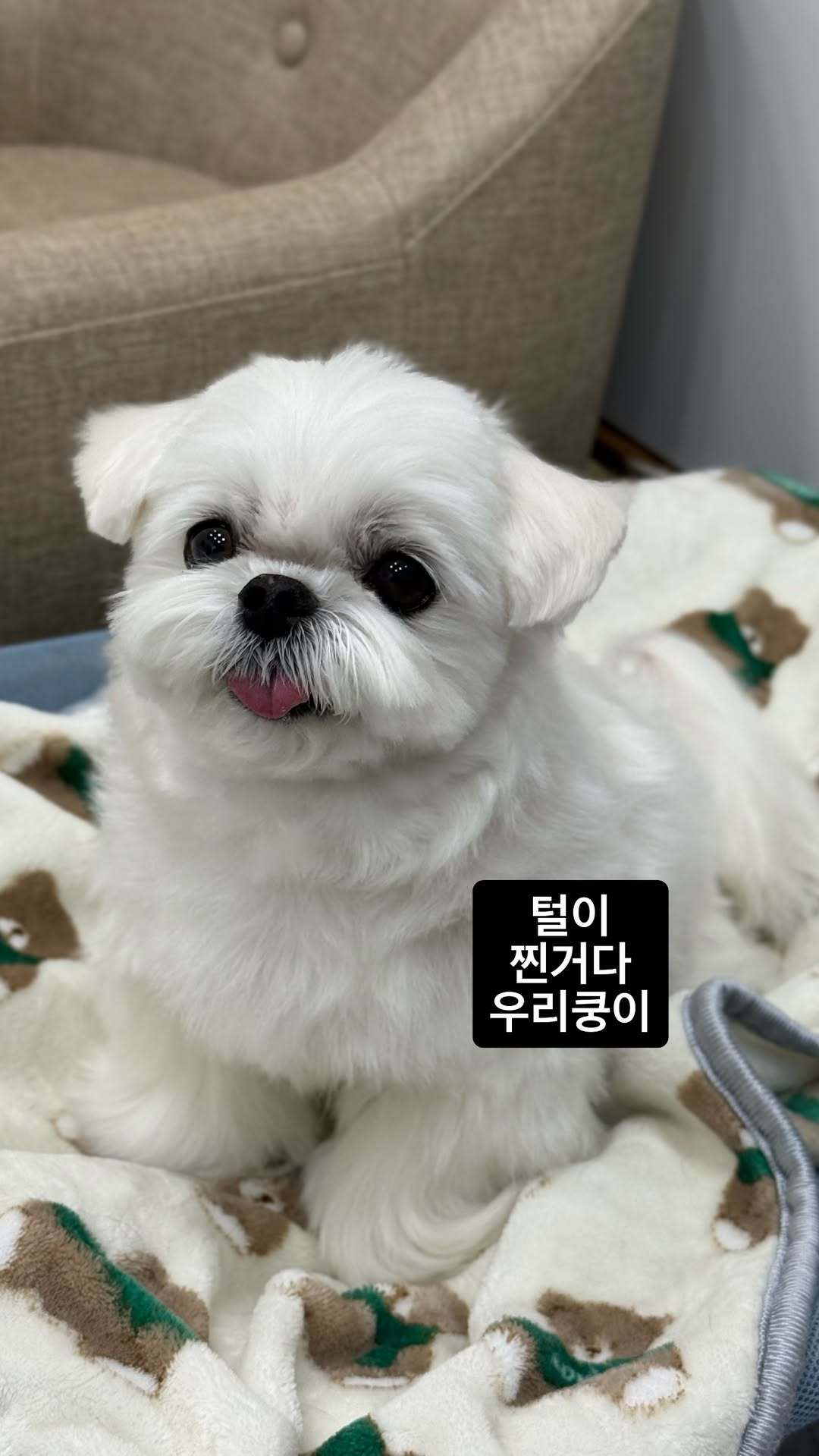 “CB百蓝_。260218利特 ins story更新：是毛变厚了我们空儿 