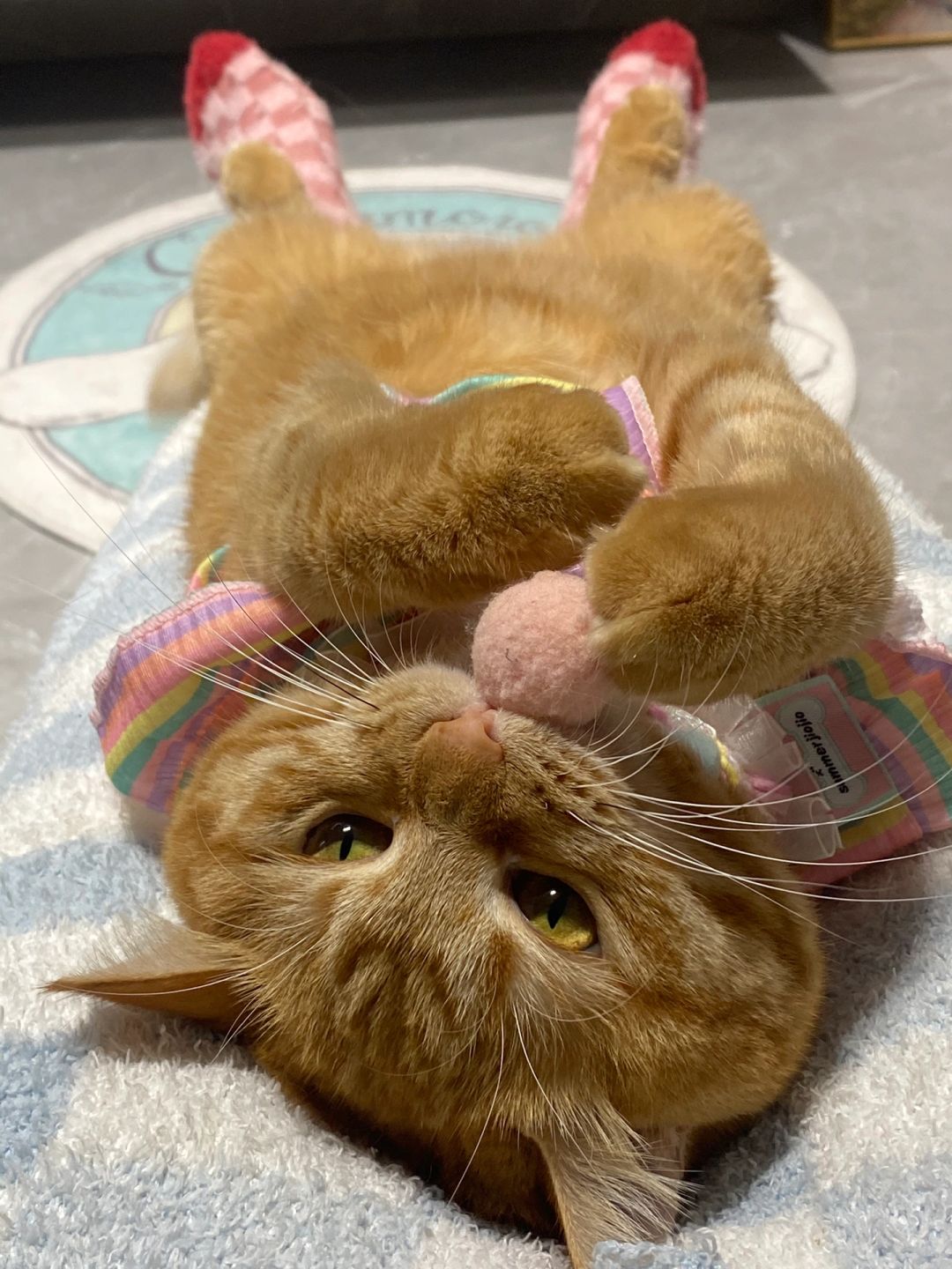 吧唧嘴小孩🐱