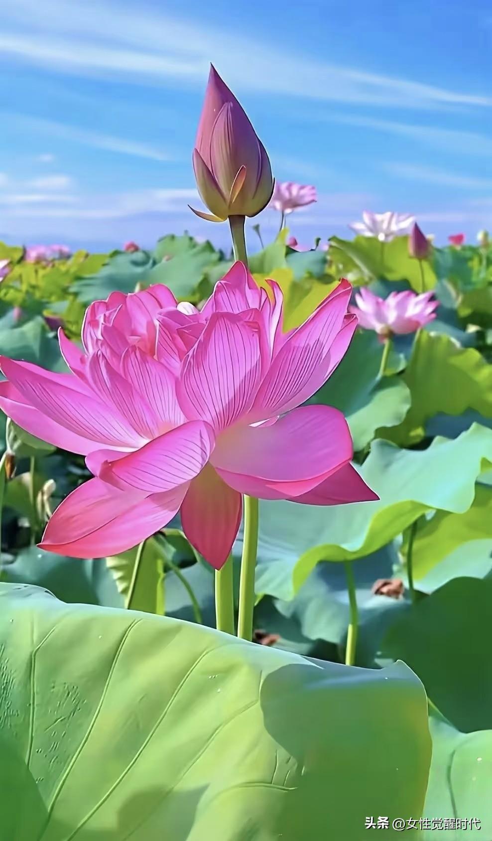 这个婆婆说：
儿媳妇敬我一尺，我敬她一丈；
儿媳妇冷淡我，我绝不讨好！

我儿媳