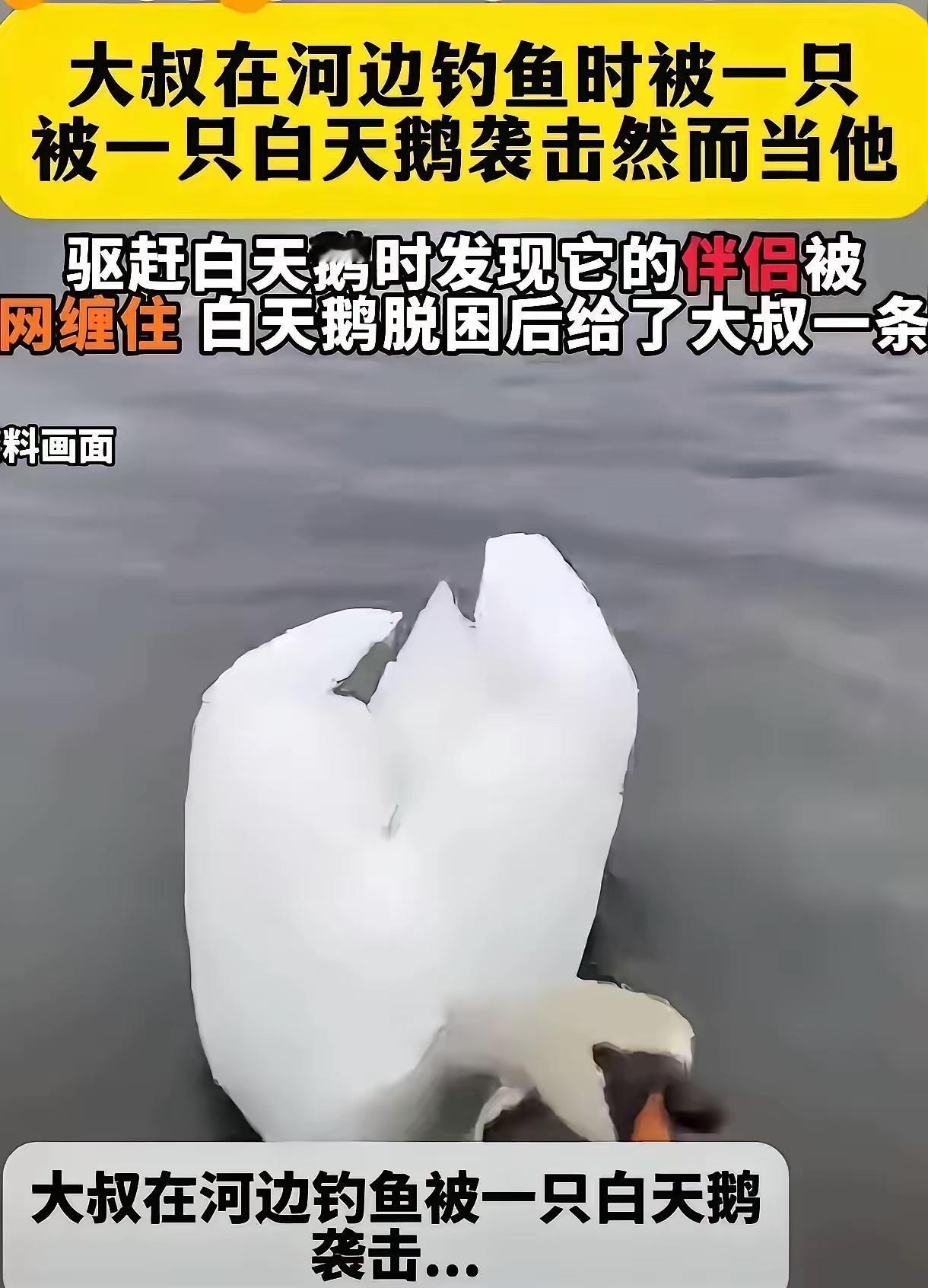 新疆玛纳斯，一位钓了近二十年鱼的大哥，怎么也没想到，一次普通的出钓，会被一只天鹅