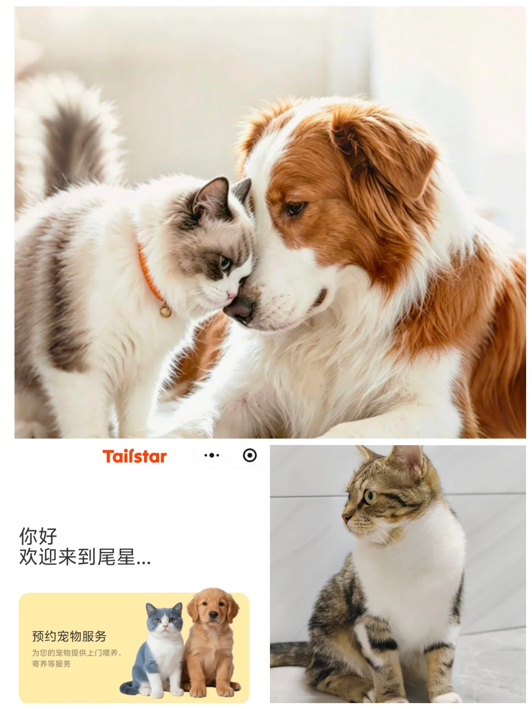 出差7天把猫送去“民宿”，回来居然不理我