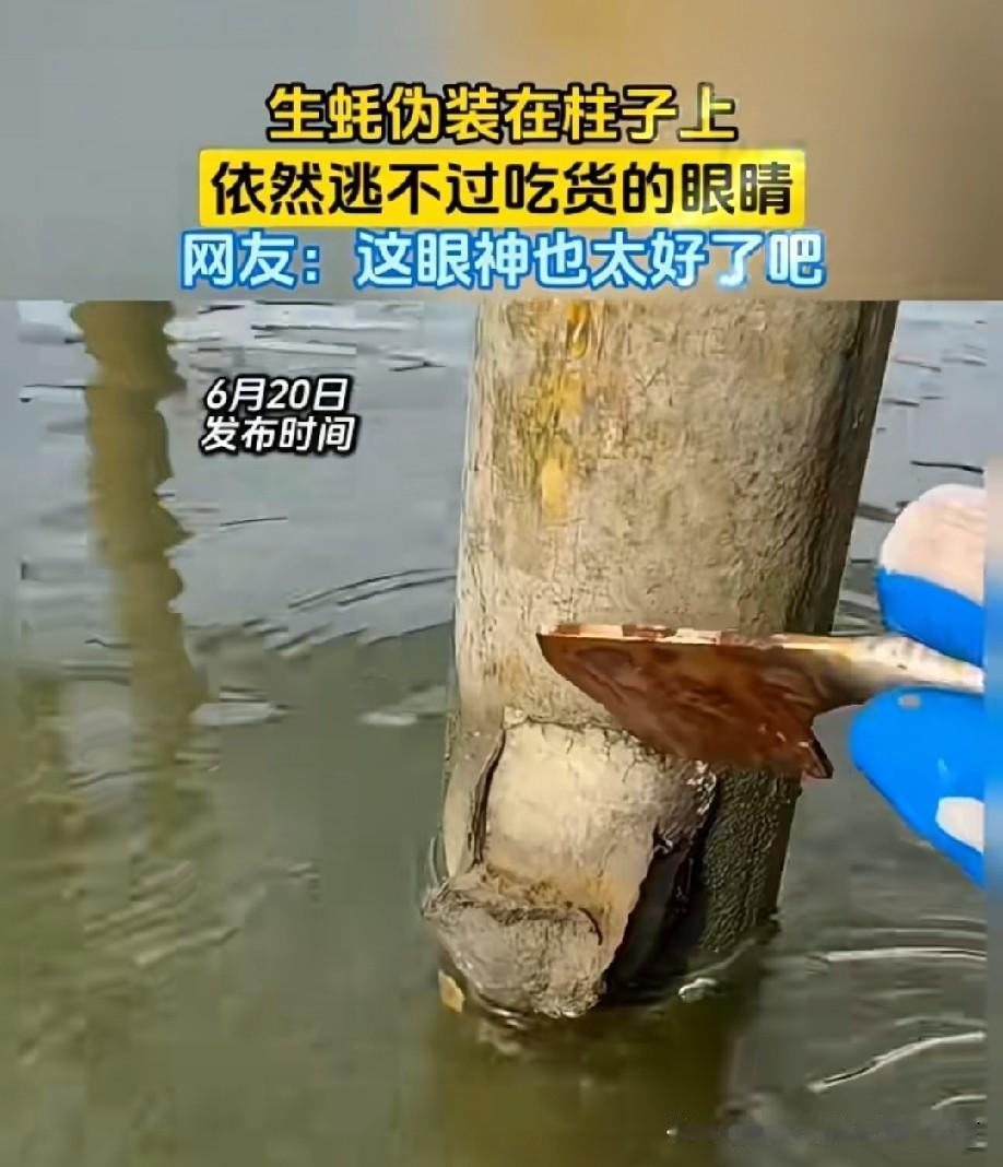 破伤风之刃[偷笑]
根本不能吃[捂脸]