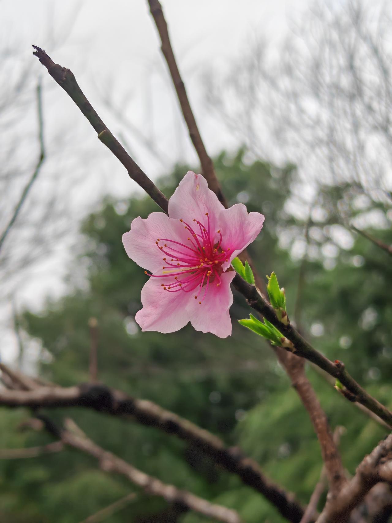 春日生活打卡季桃花朵朵开，许下美好的愿望，期待今年能实现！