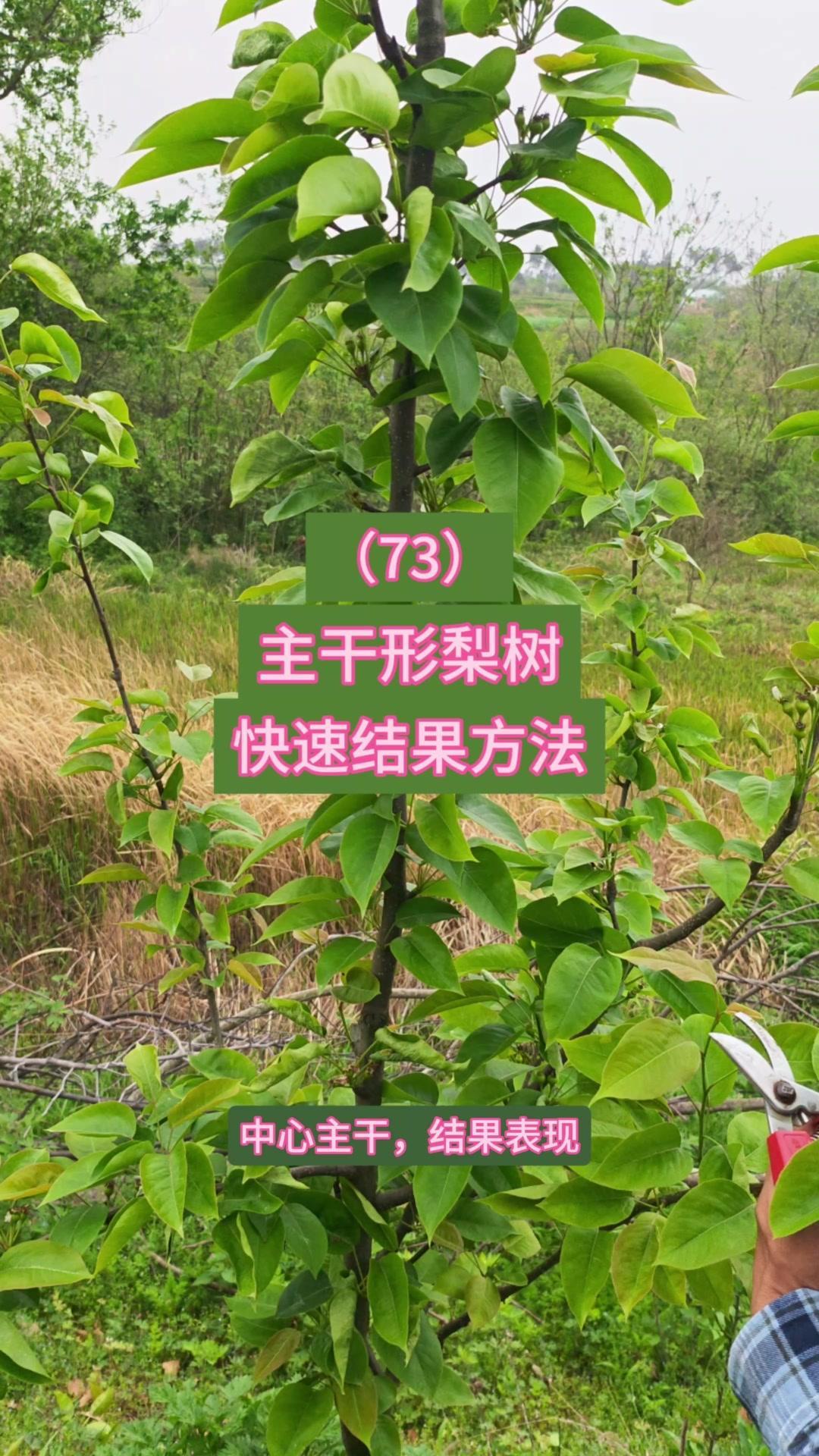 1️⃣处理鸡尖：先洗净浸泡2小时，冷水下锅加姜片焯水，血沫浮起后捞起沥干。鸡尖冷