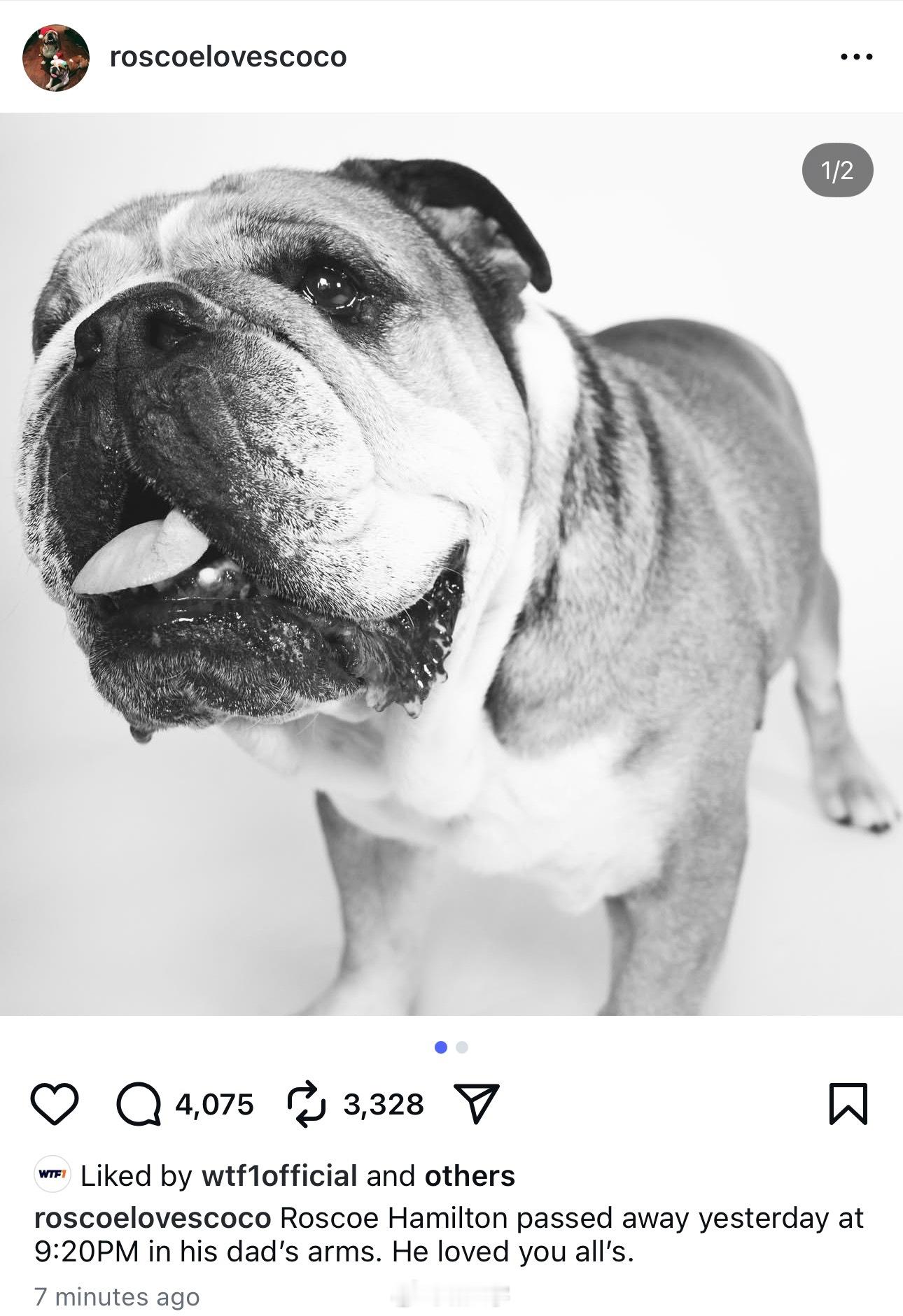 44的爱犬roscoe螺丝扣去世了，当年刚接回来还历历在目，它的好朋友赛恩斯也永
