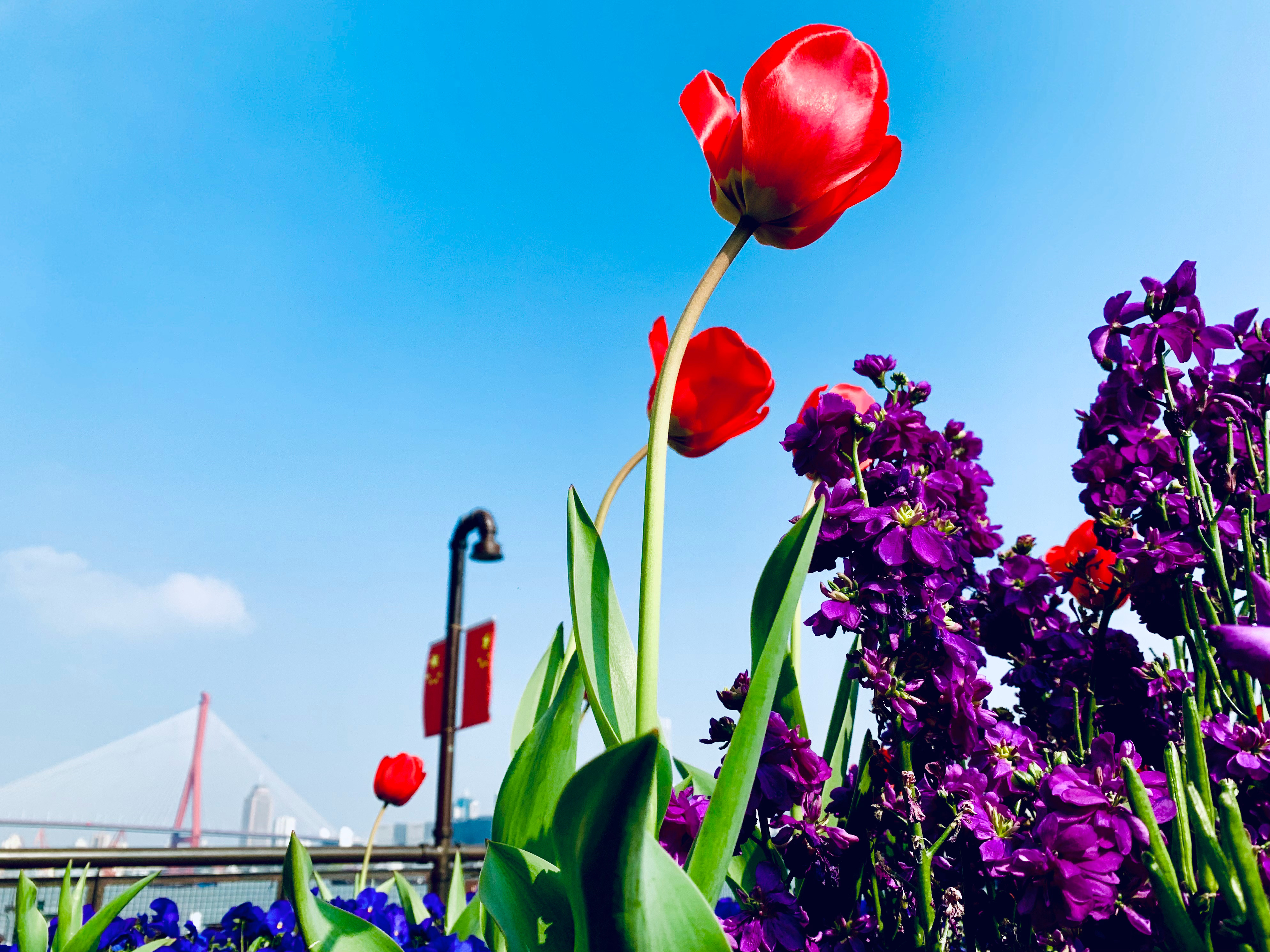打卡春天里的大美中国 东哥快回家看花了景太绝了，近期去的最美公园之一我有我的春天
