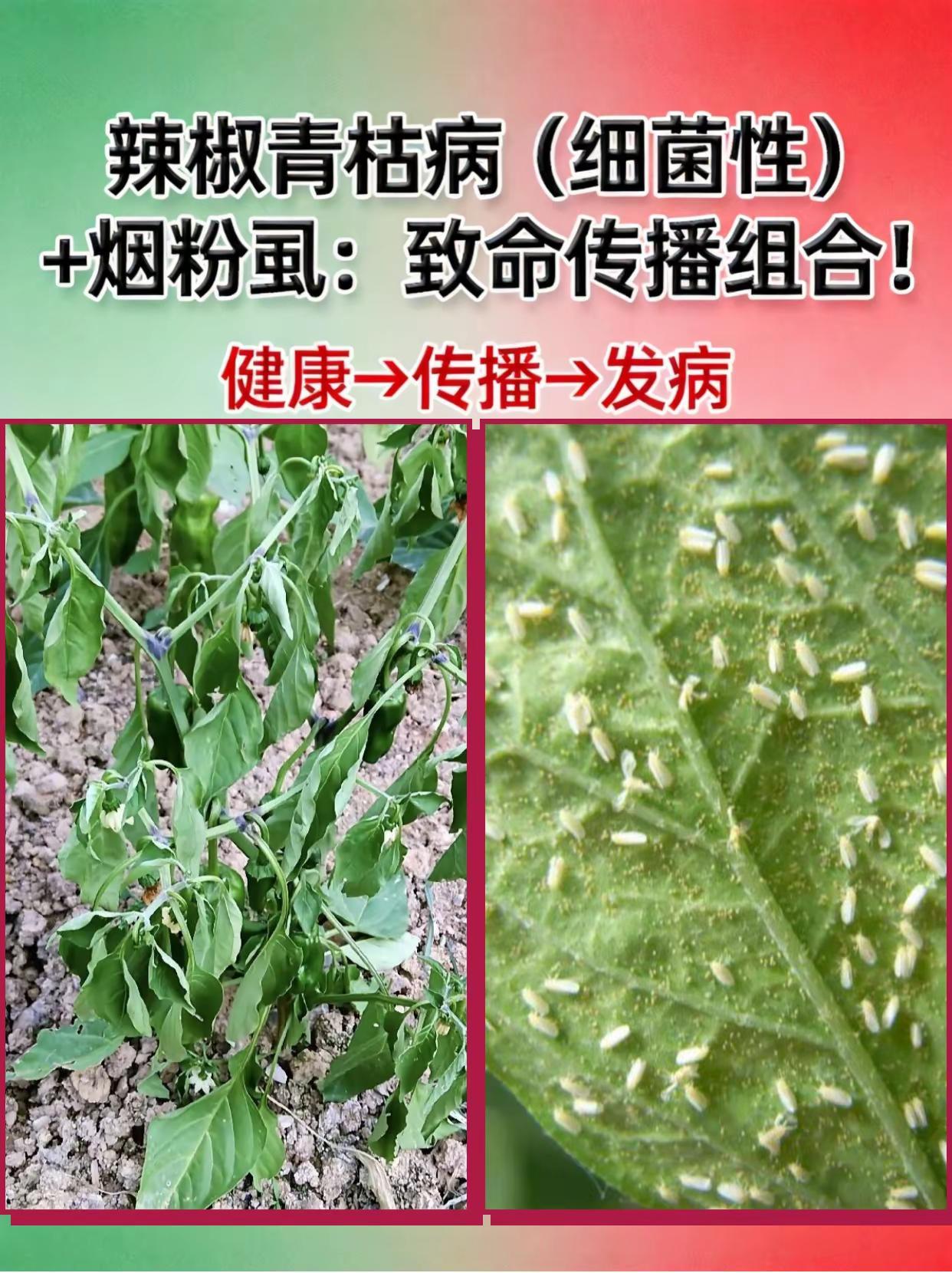 辣椒青枯病（细菌性）+ 烟粉虱，防治配方。辣椒种植 青枯病