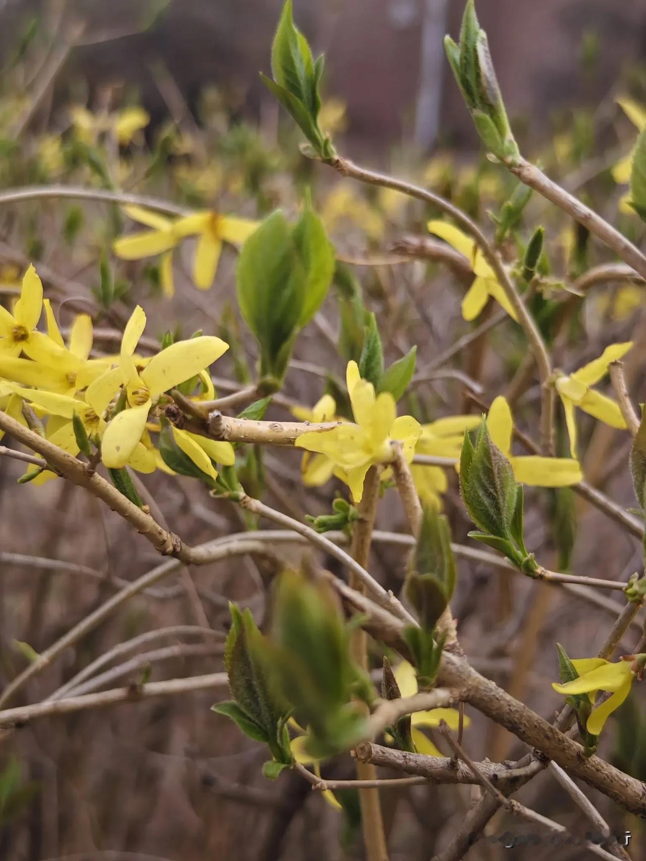 今年春天最想实现的心愿我的愿望很简单，五一不加班，周六周日双，每周都出去玩[呲牙
