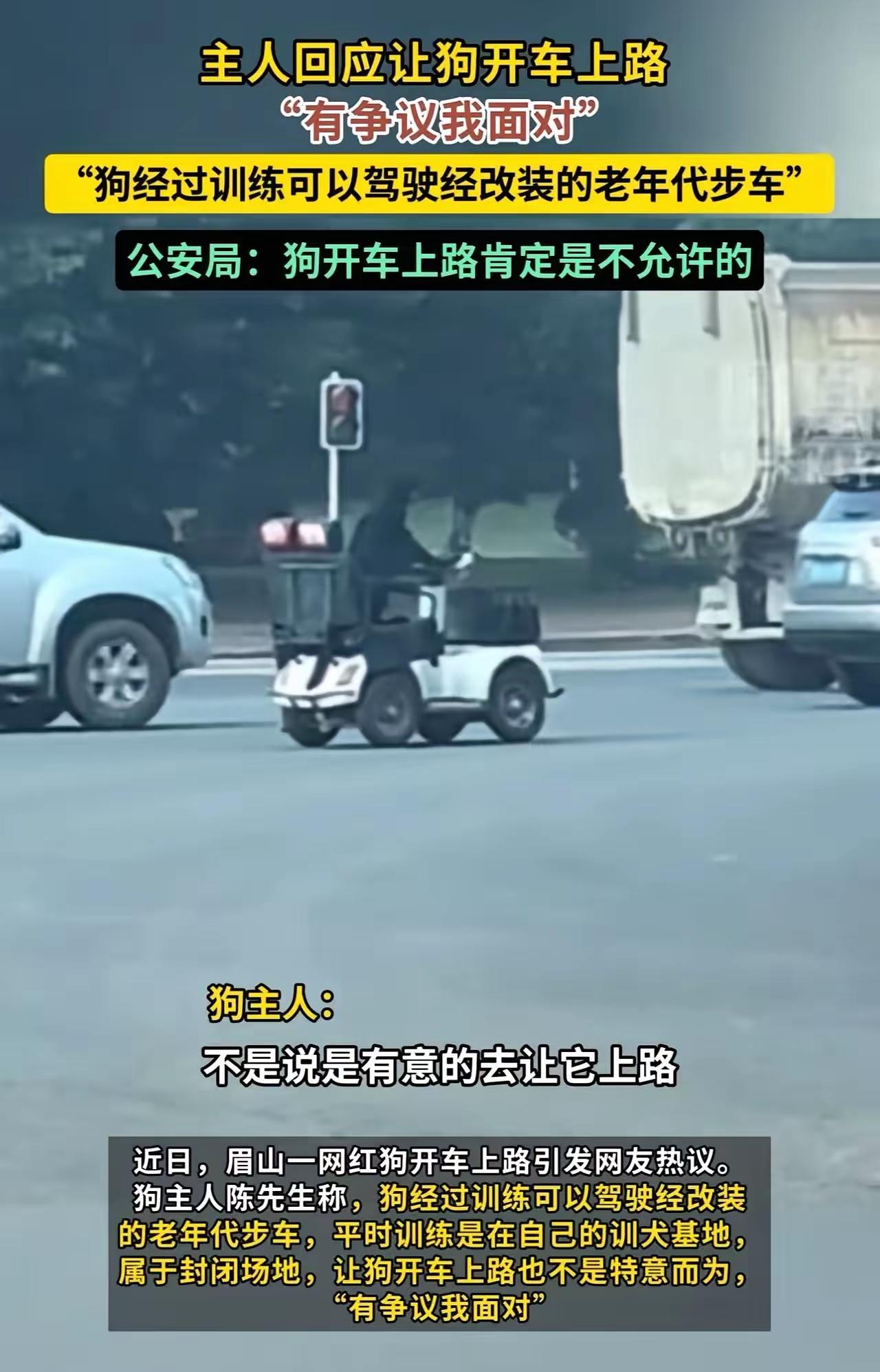 四川眉山，一只狗开着老年代步车上路，被网友质疑不安全！狗主人：“很憋屈，以前牛拉