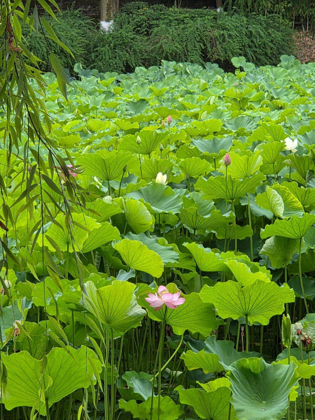 一键进入成都的夏天夏天来成都看荷花随手拍成都这样的成都你确定不来手机摄影爱好者打