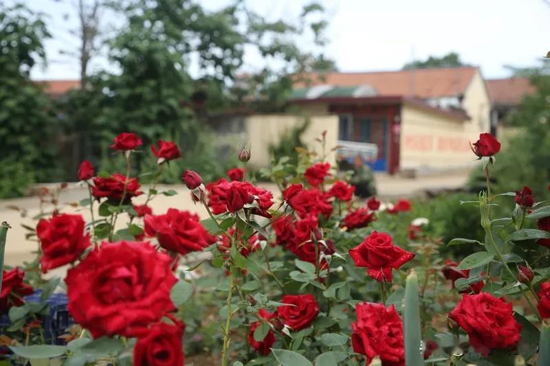 《英雄赞歌》、《我的祖国》凝聚着前辈们的热血，蔑视一切反动派的革命豪情，对祖国人