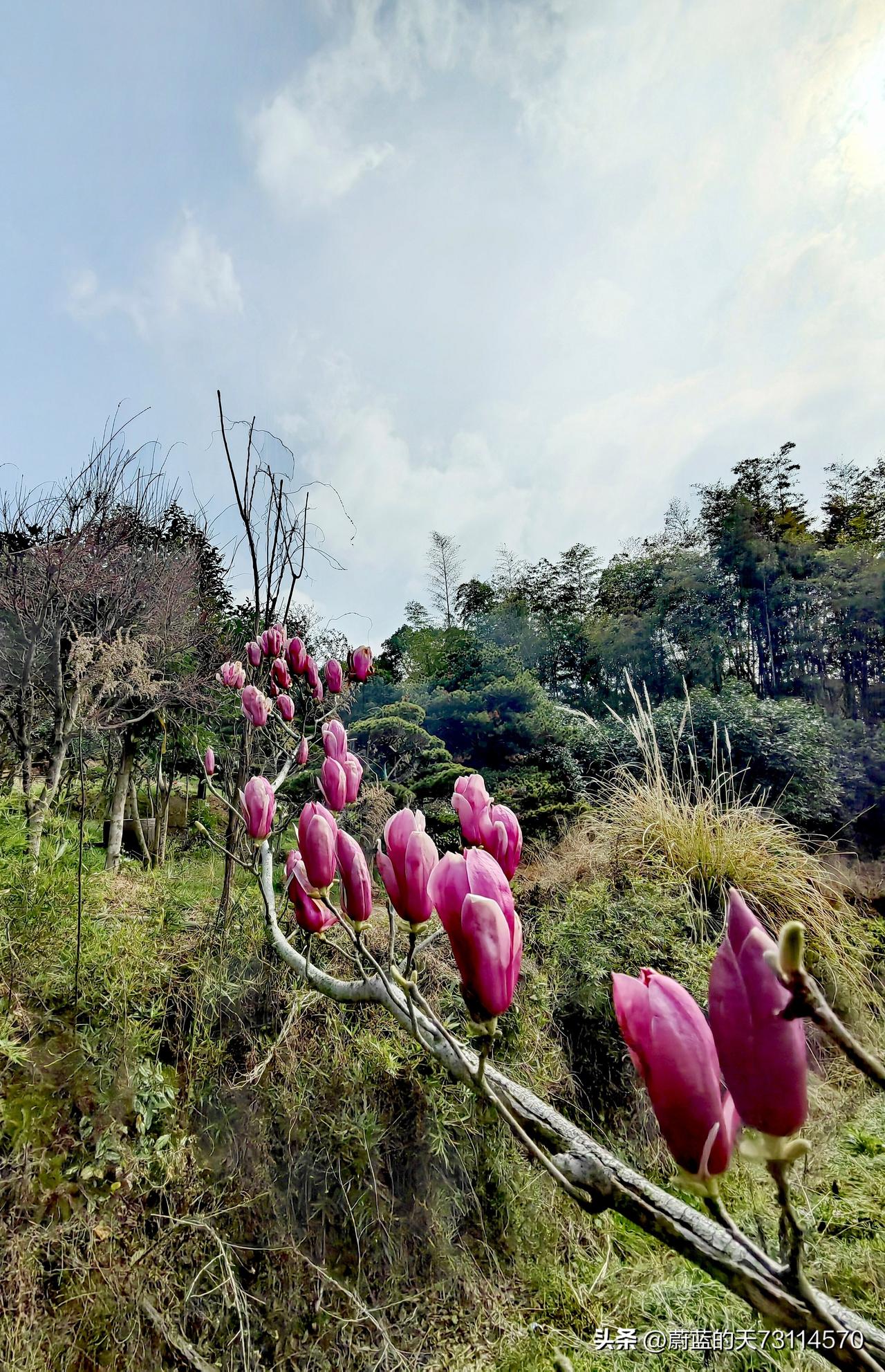 枝头上，那含苞待放的紫玉兰，韵味独俱，洋溢着紫色的浪漫。我满心期待，能早一天一睹