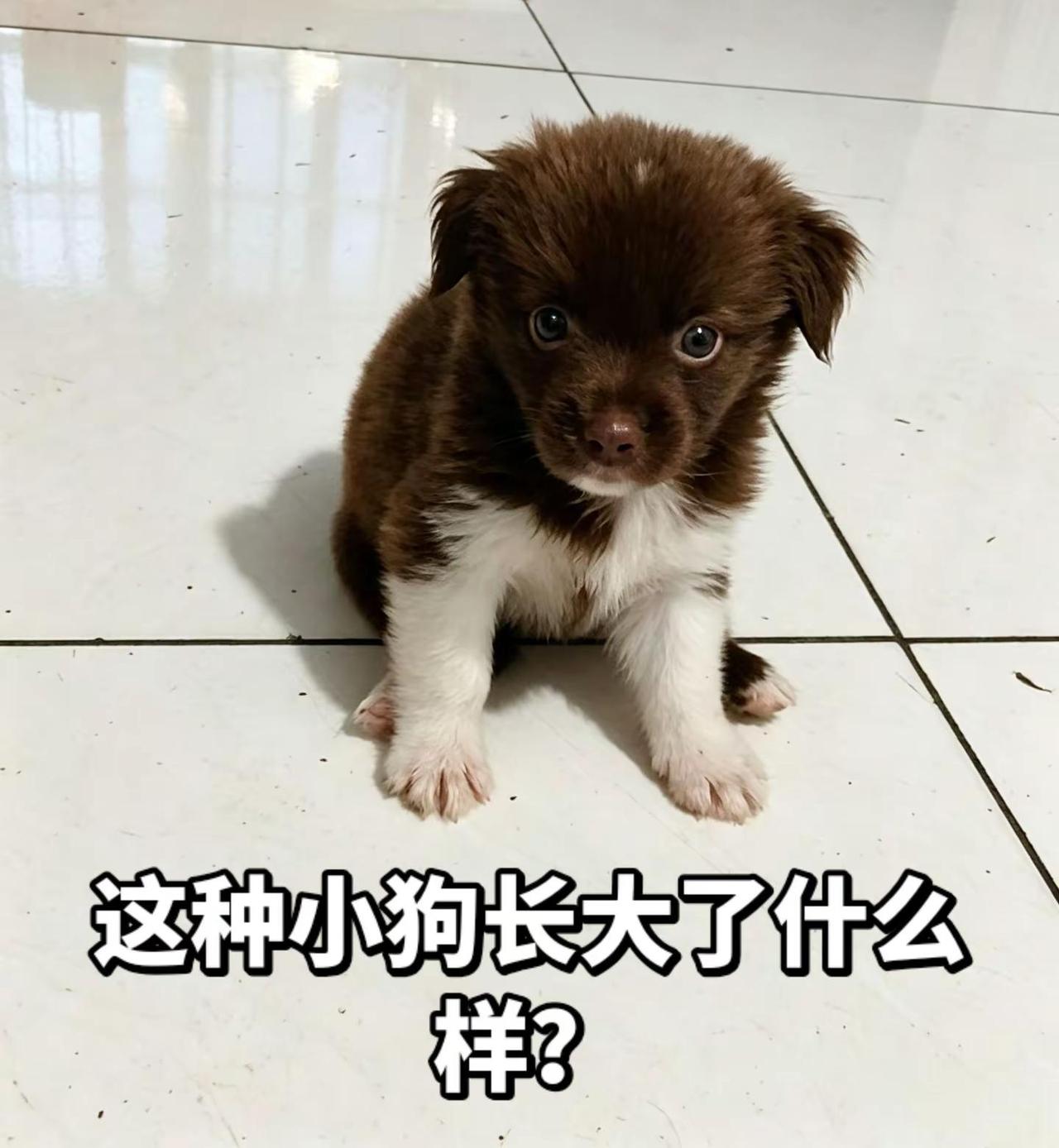 喂了一只小狗，不知道它的品种来历，棕色毛为主，胸前四肢有白色，有没有喂过类似的小