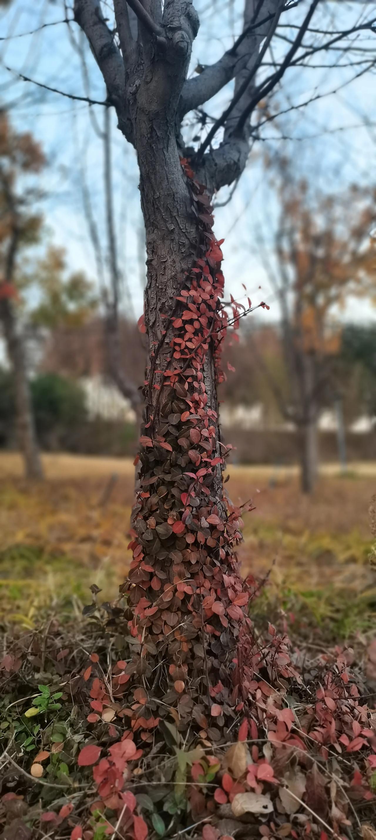 “人活一口气，
树活一张皮”。
有人说，
人活着，
全靠一口气支撑着，
屹立不倒