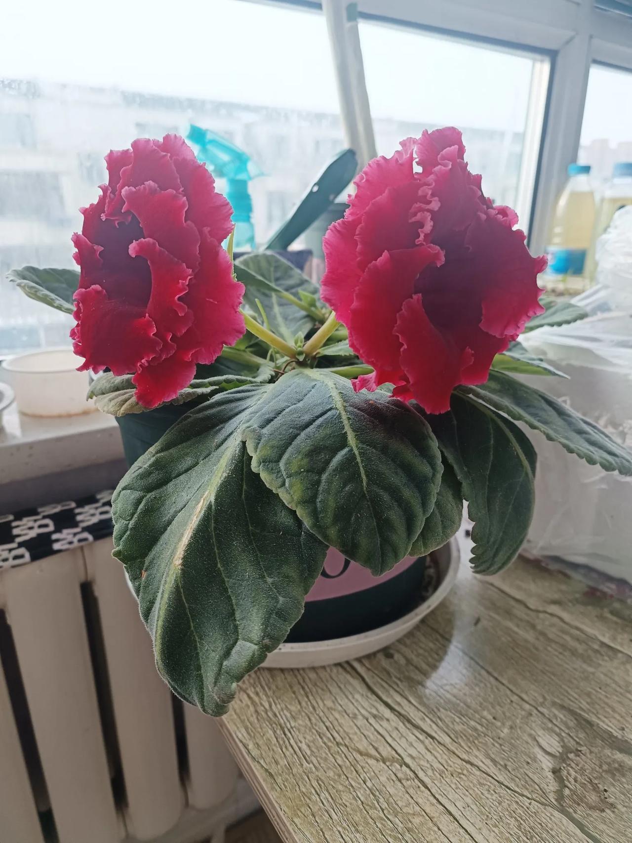 把这样的老人哄出去，让你老公下班把菜准备好了，自己做吃，碗可以晚上一起刷，地可以